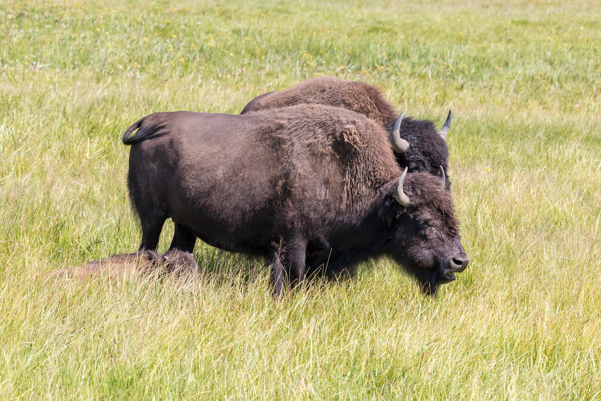 Bison in the herd, Hayden Valley along the Yellowstone River