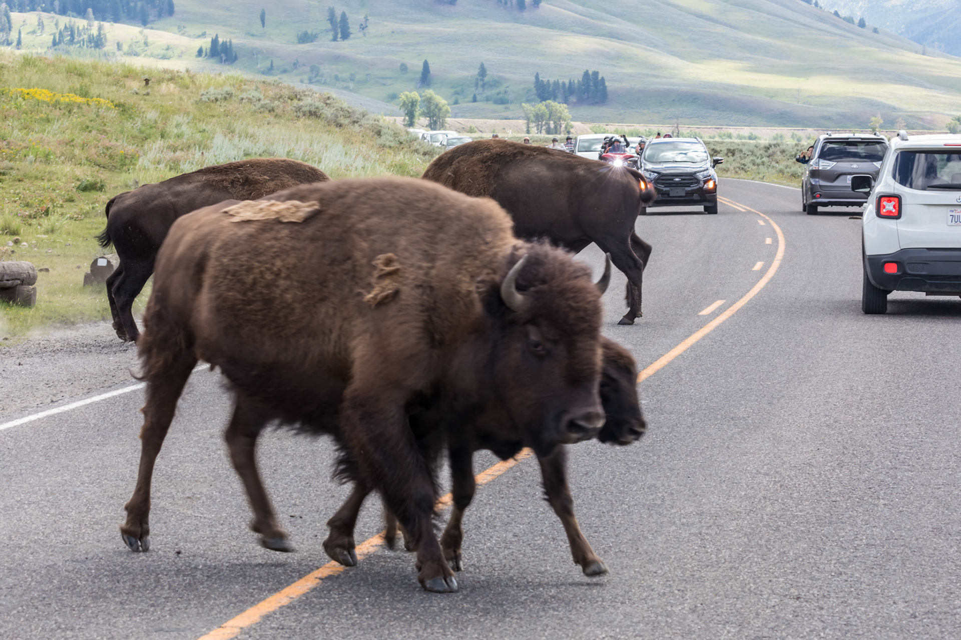 Cows and calf get out of the way of the battling bulls