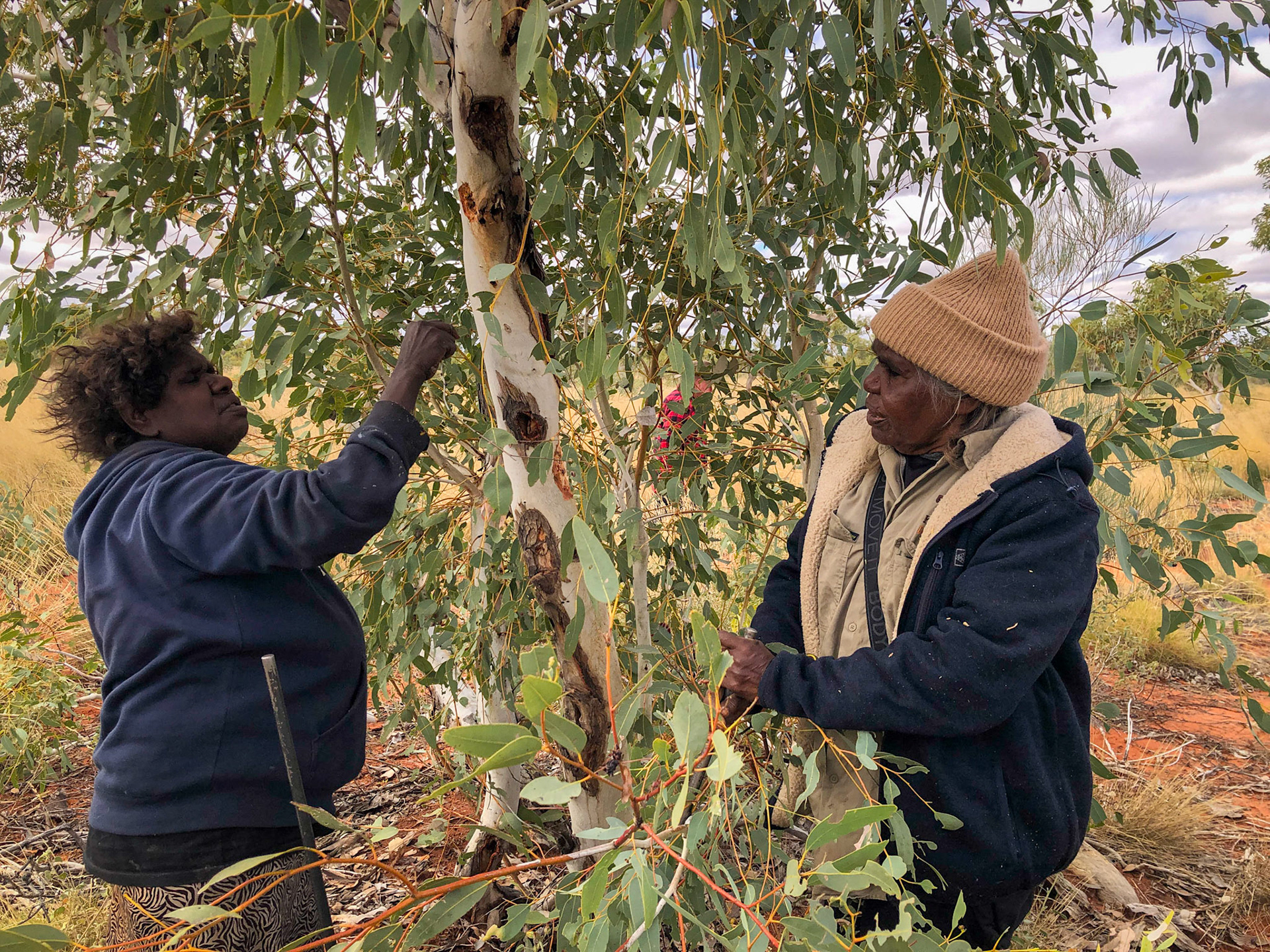 Yukultji &amp; Mantua
