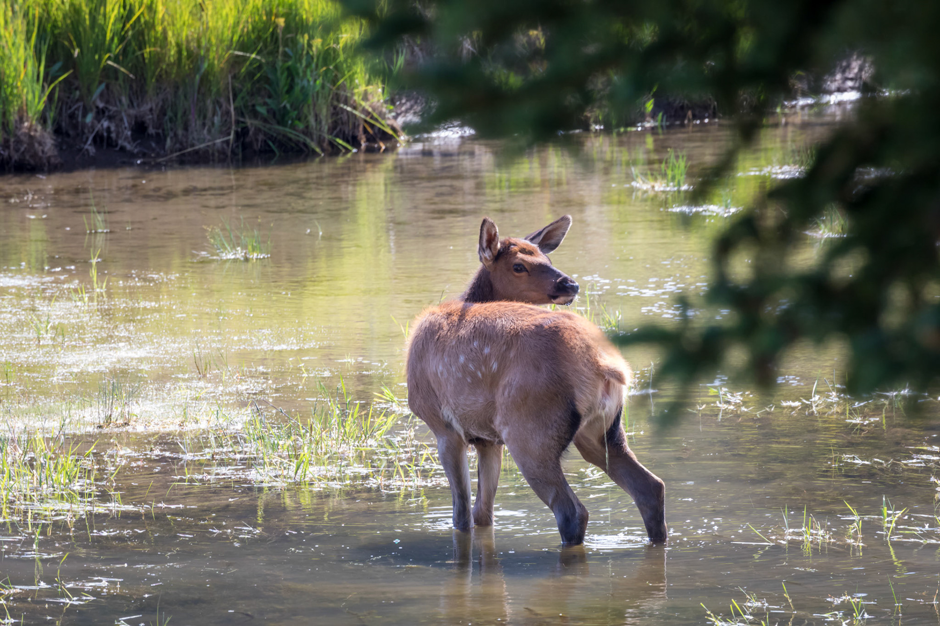 Elk, Madison River
