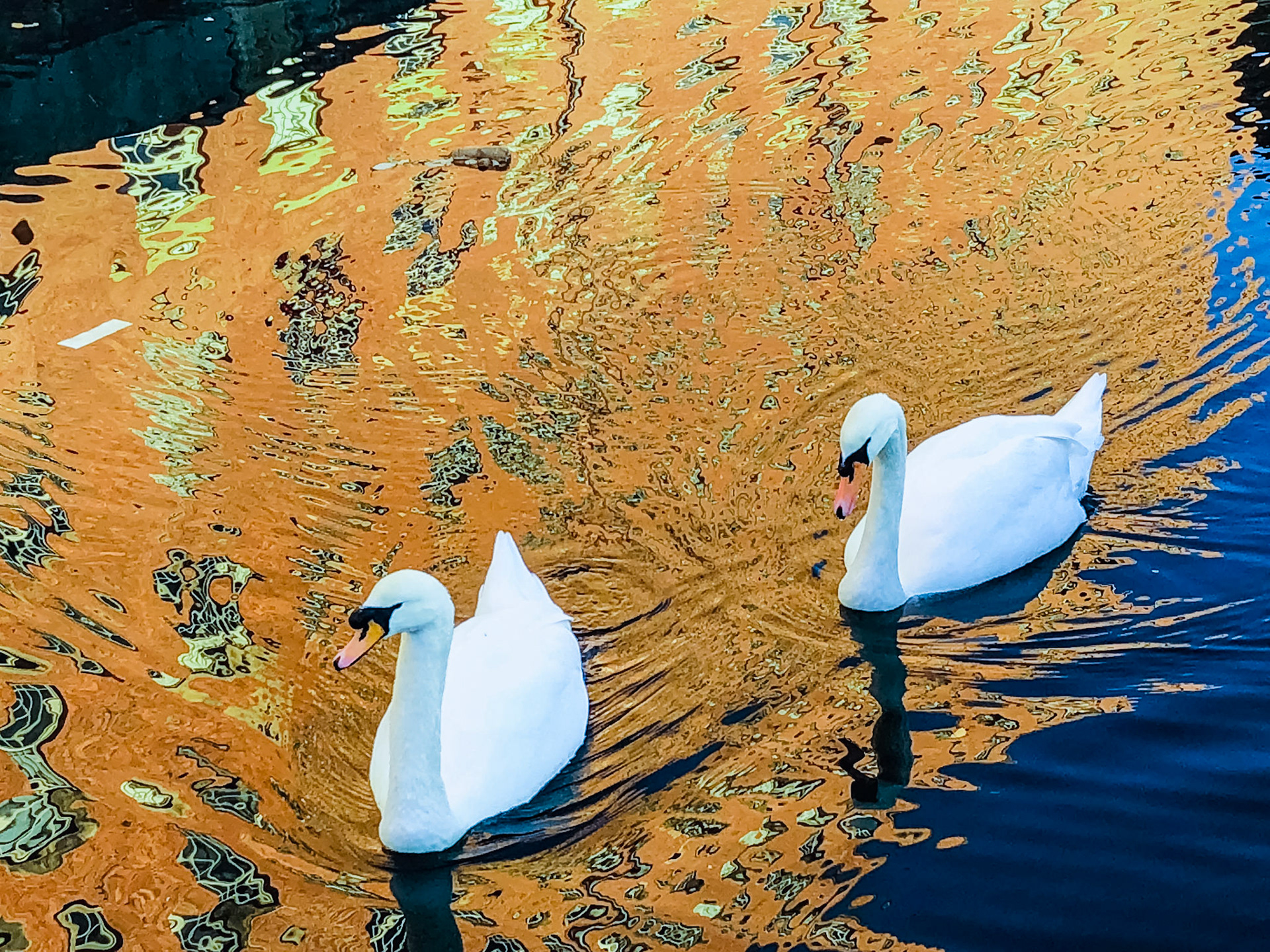Swans on the Rochdale Canal, in reflections of the adjacent Royal Mill