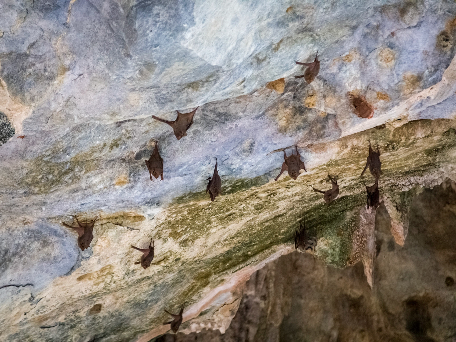 Bats in Donna Cave
