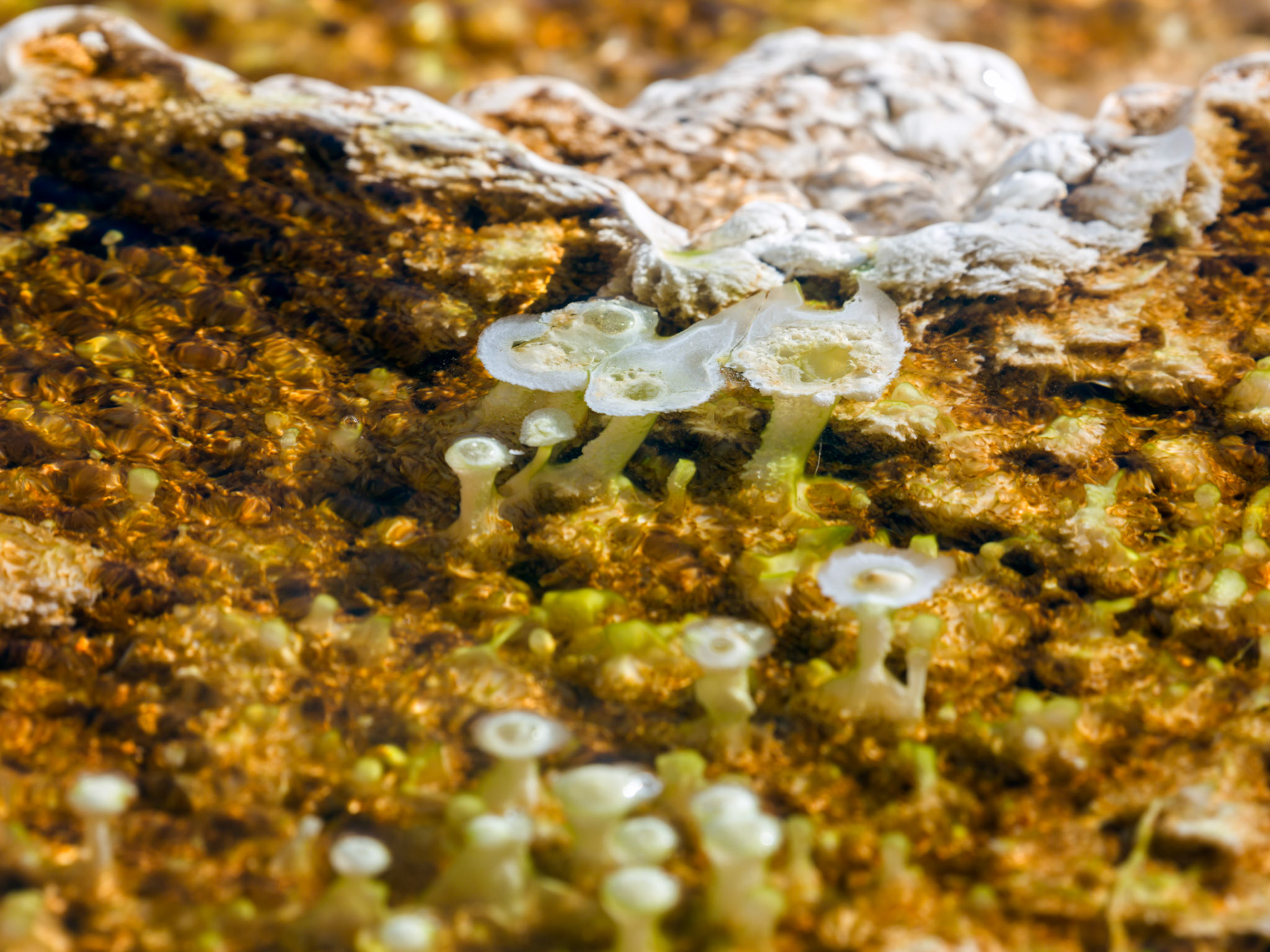 Lower Terraces, Mammoth Hot Springs. Yellowstone National Park, Wyoming.