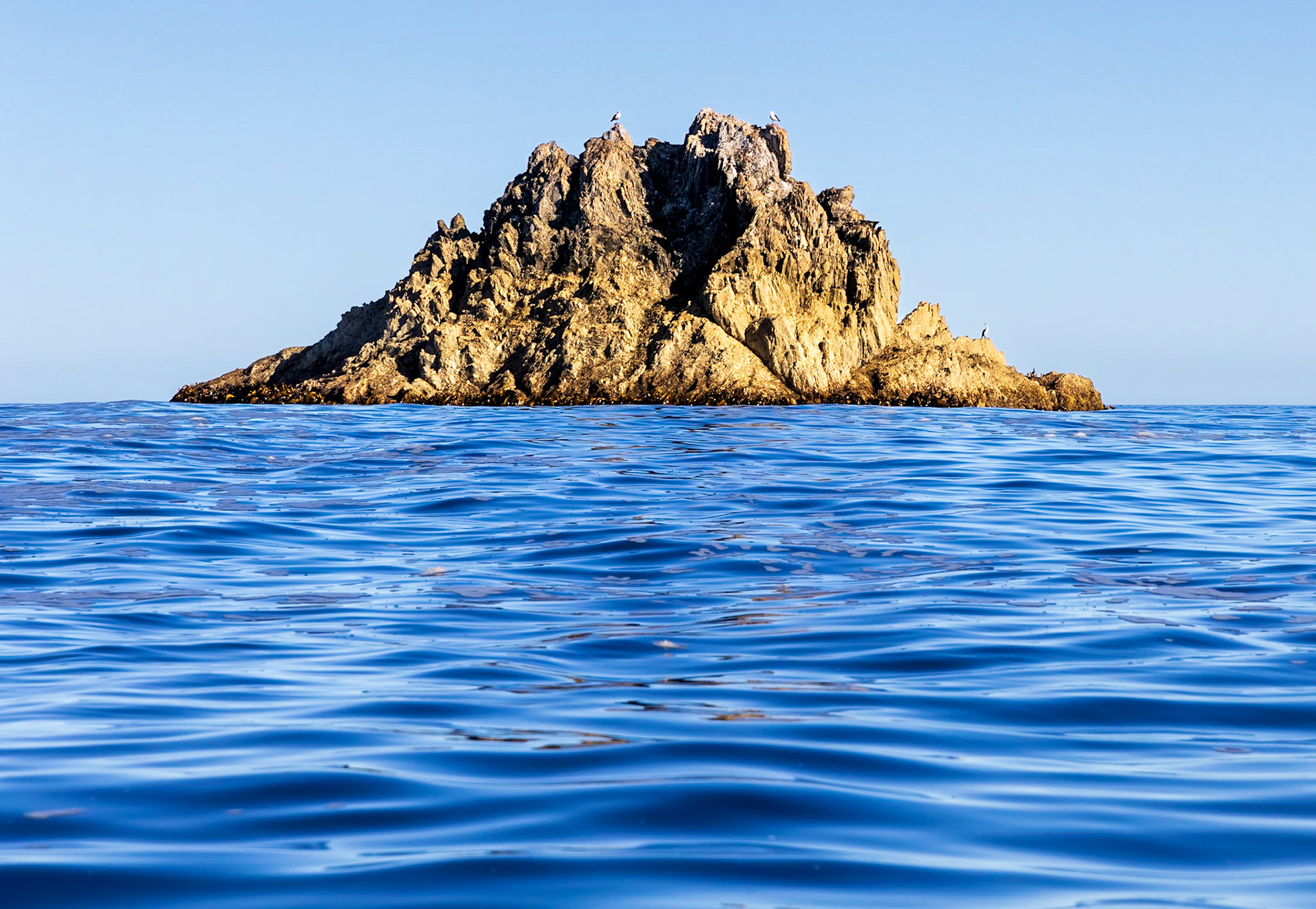 Silver gulls. A cruise along the Breaksea Islands.