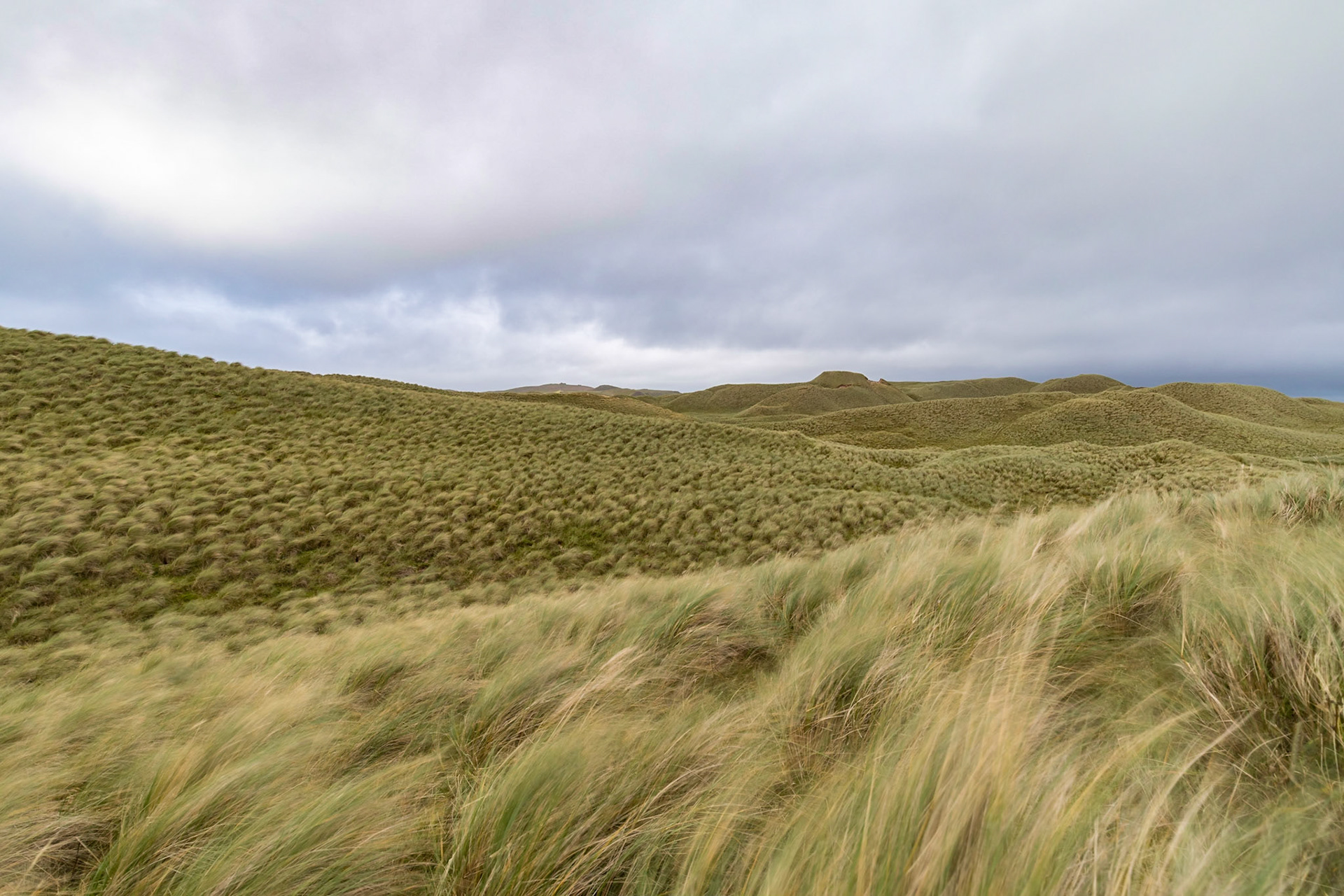 Marram grass blowing around in a fierce wind , on the sand dunes of Balnakeil Beach