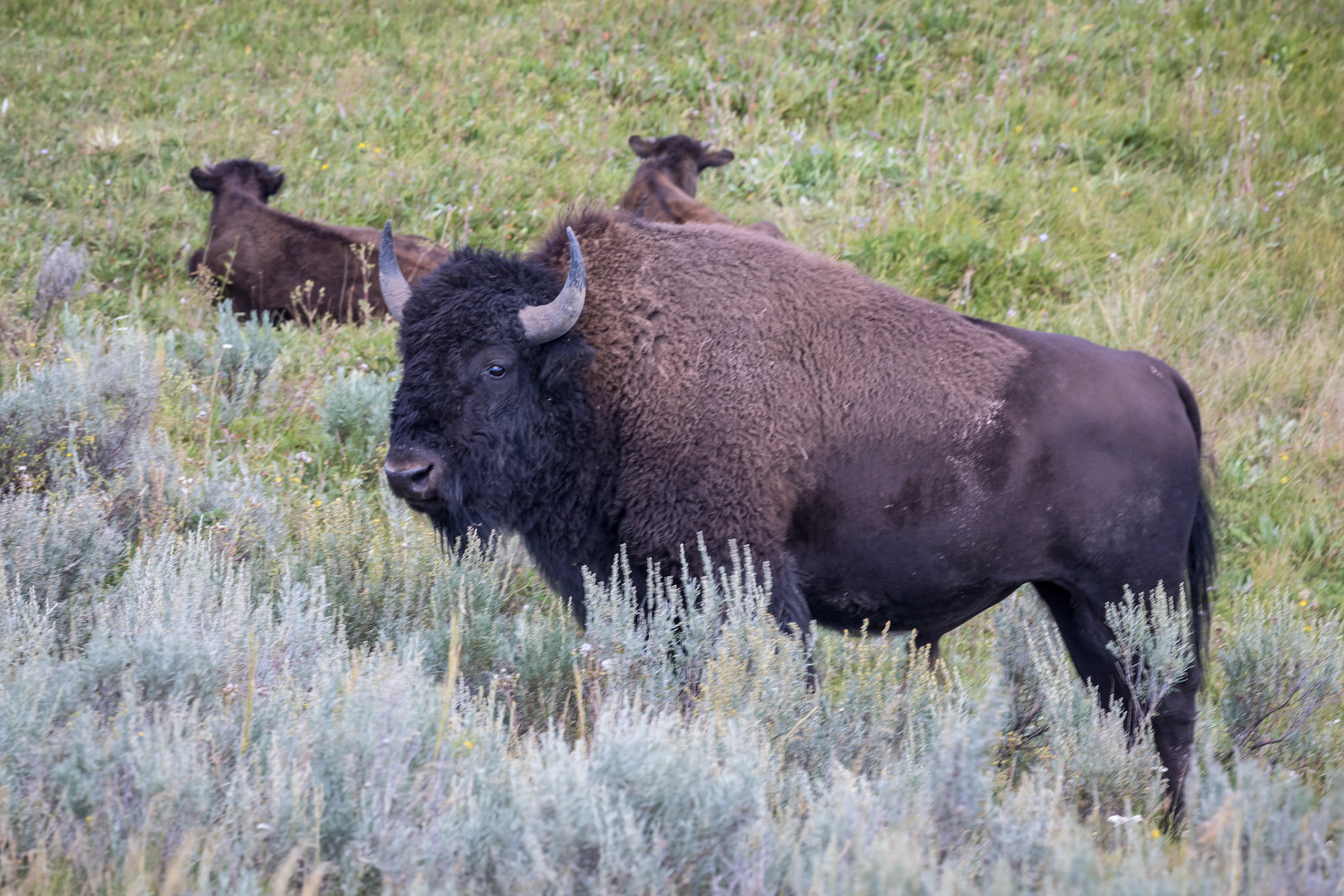 Bison herds in the Hayden Valley along the Yellowstone River