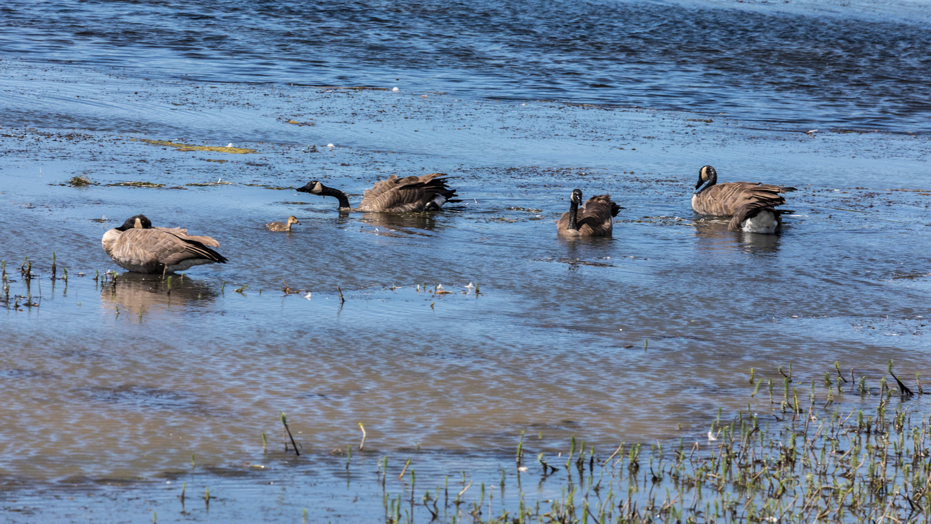 Geese in Alum Creek