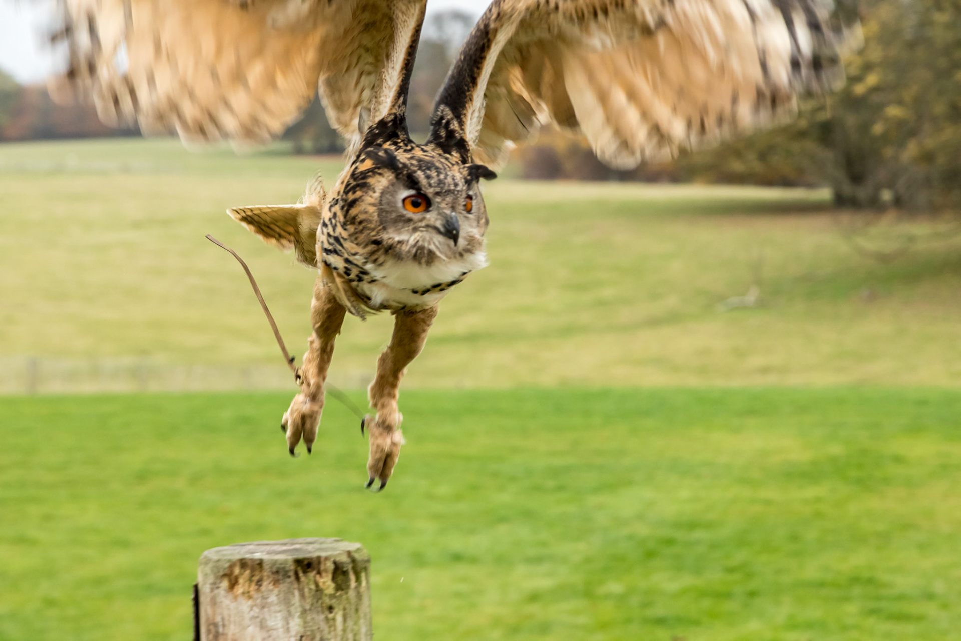 Eurasian Owl in the flying ground