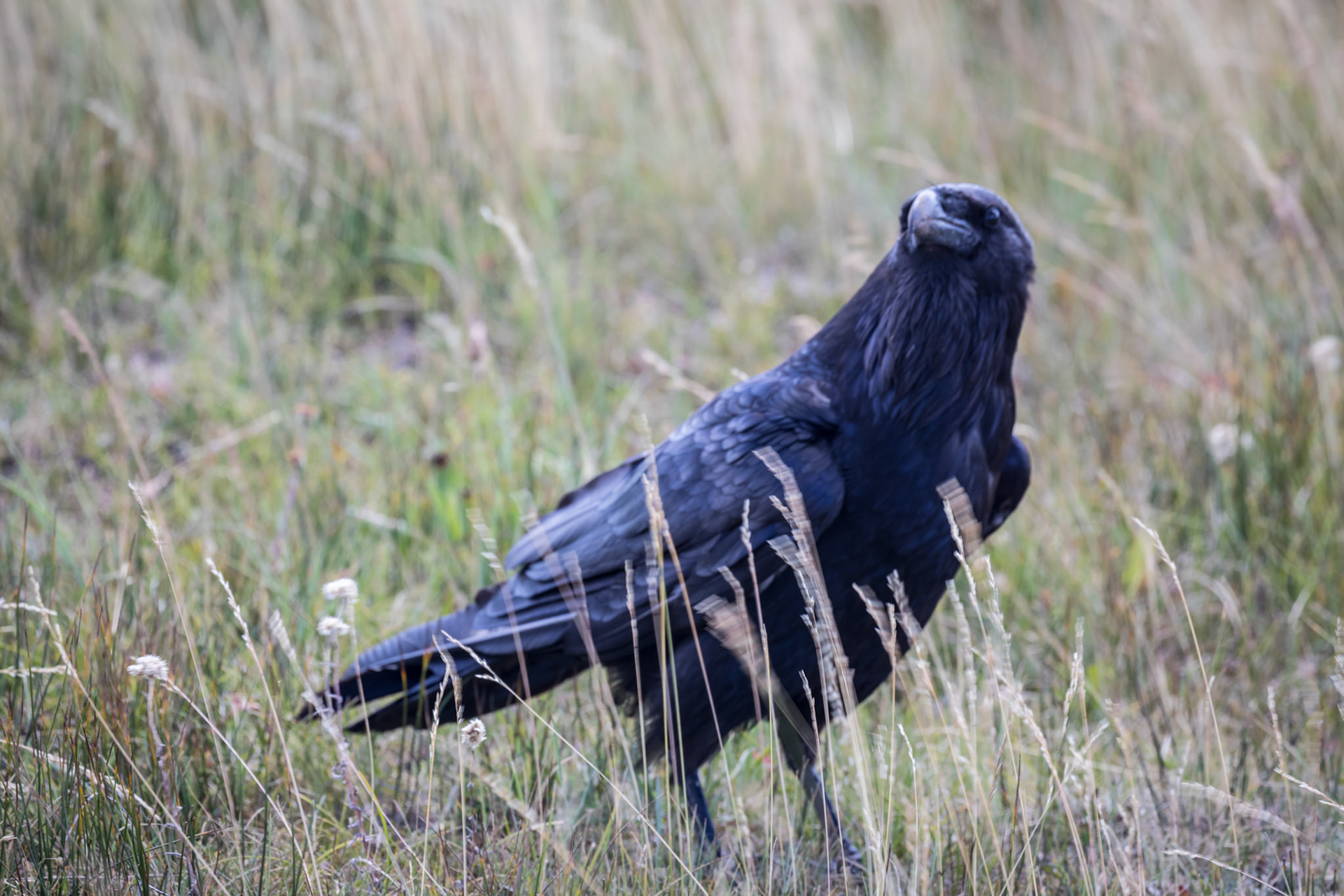 Raven with the bison herd