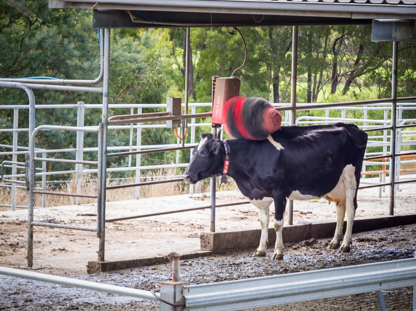 Cow Rotating Back-scratcher. The dairy at the Pyrengana Dairy Company