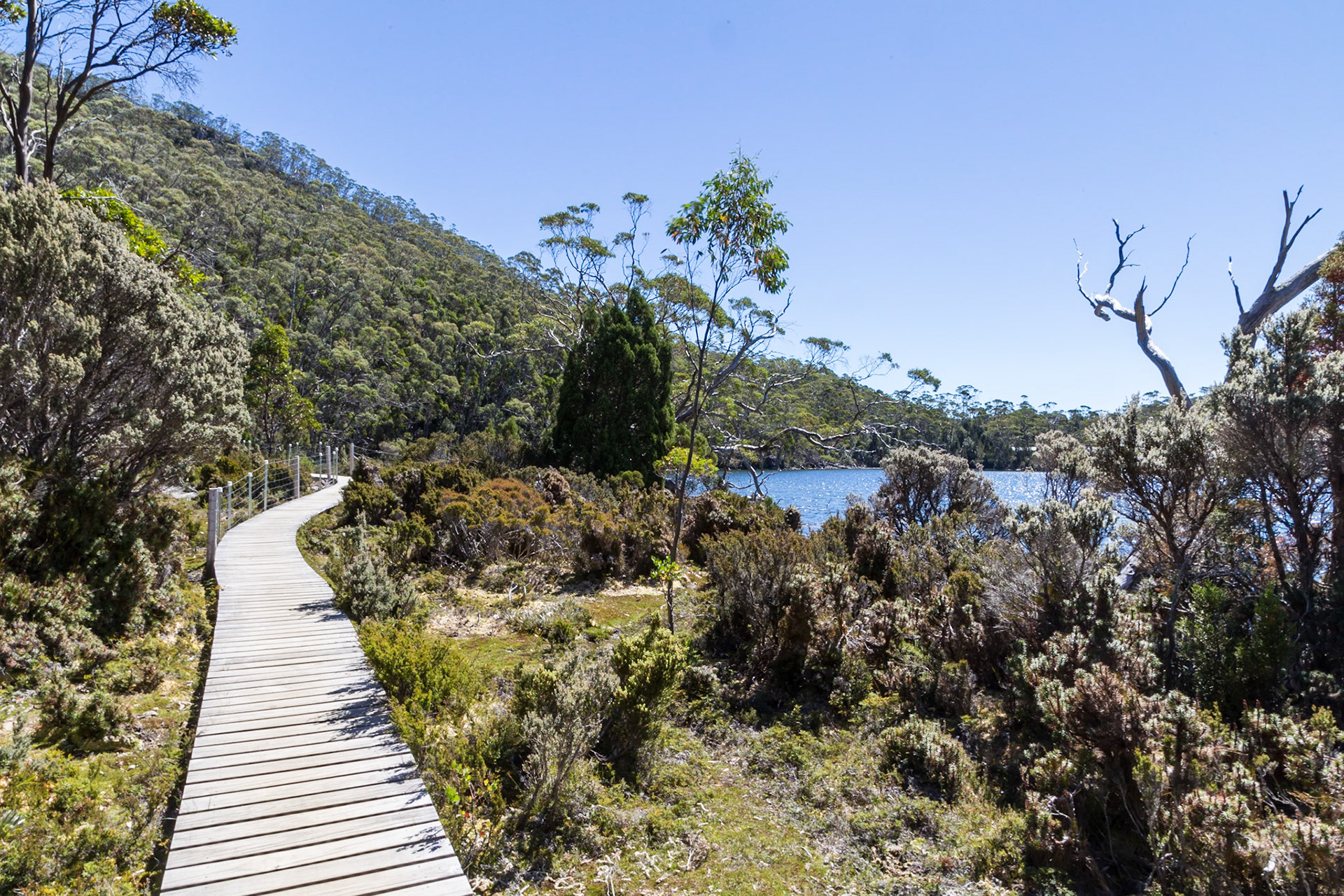 On the Pandani Grove walking trail. Lake Dobson - Mount Field National Park