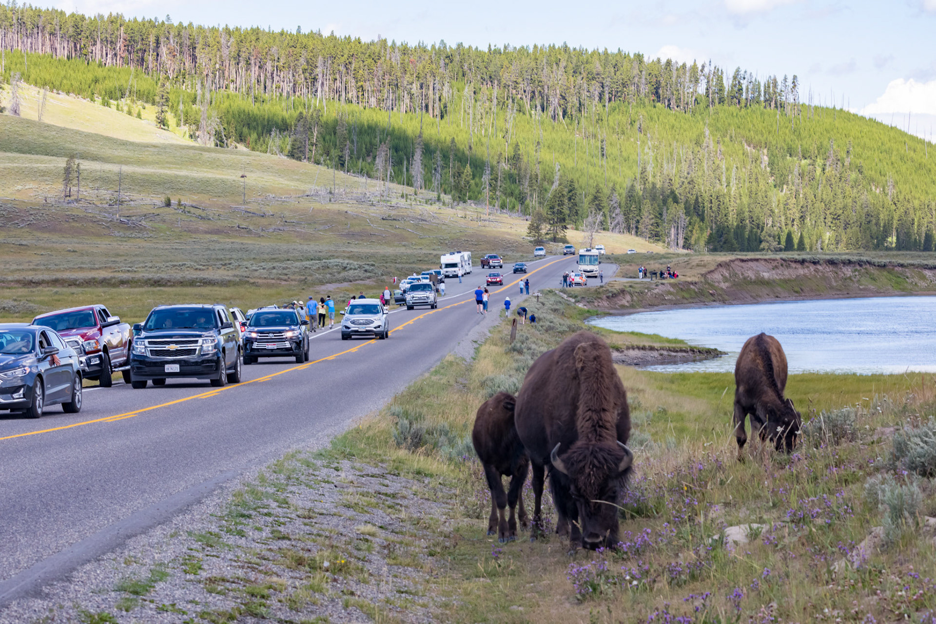 People in cars stopping to see the bison herd