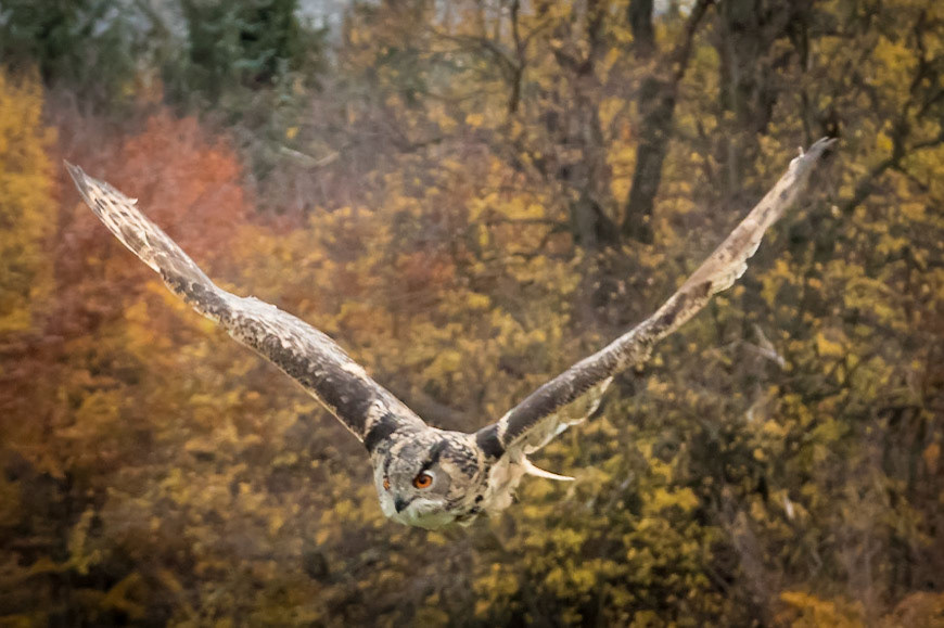 Eurasian Owl in the flying ground
