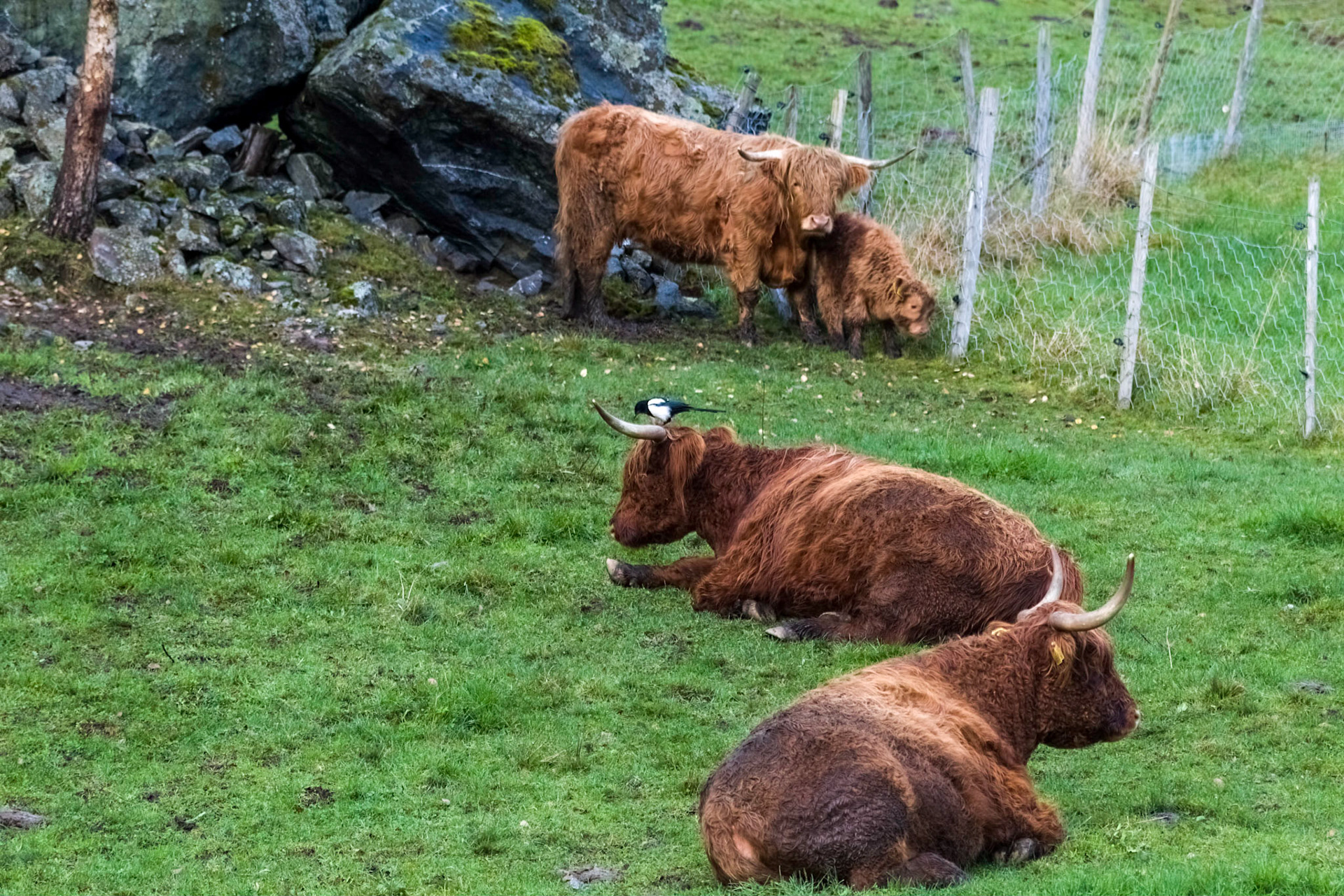 Cattle, along the walk up to the Brekkefossen waterfall
