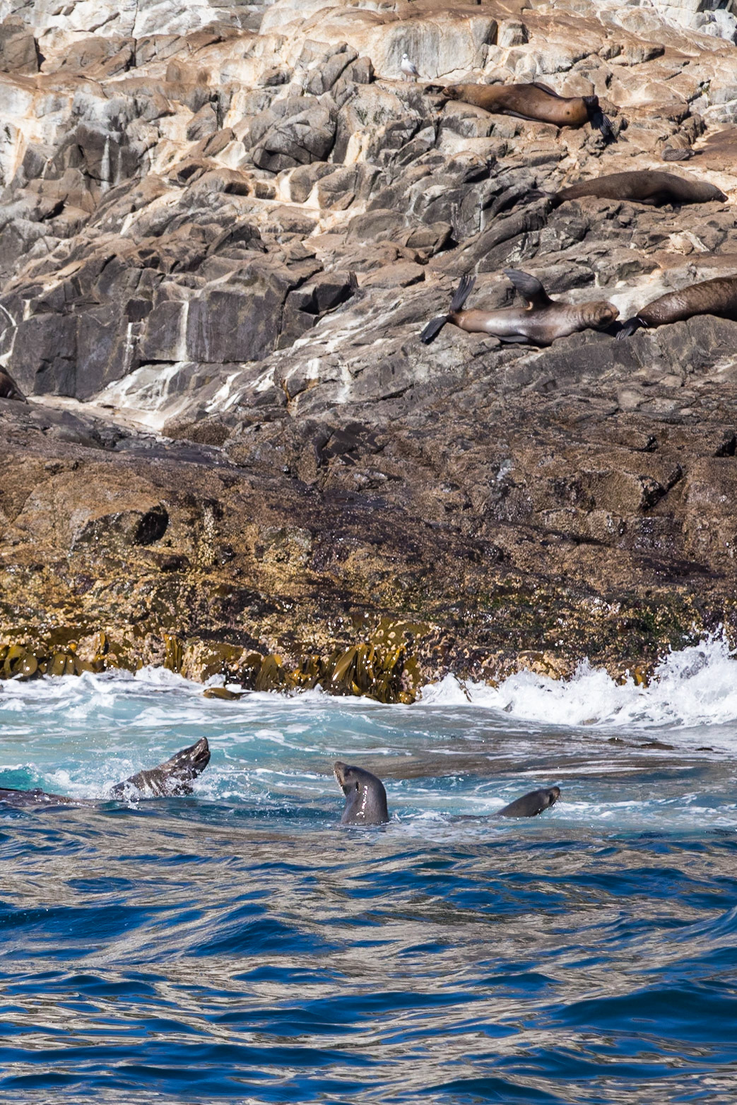 Australian Fur Seals