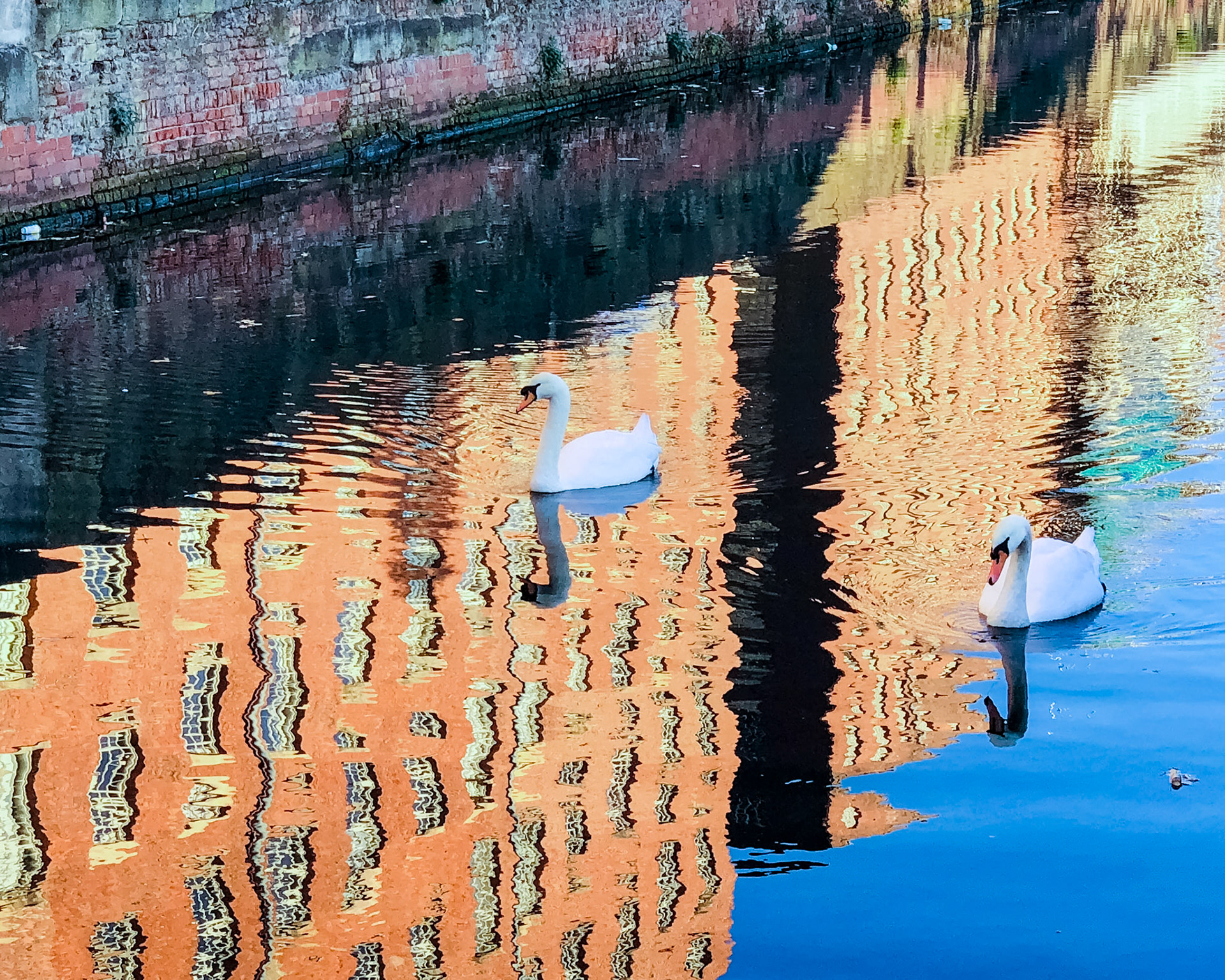 Swans on the Rochdale Canal, in reflections of the adjacent Royal Mill