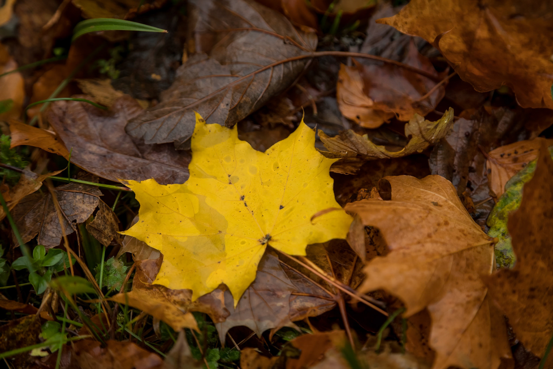 Autumn Colour and Decay in the Lael Forest Garden