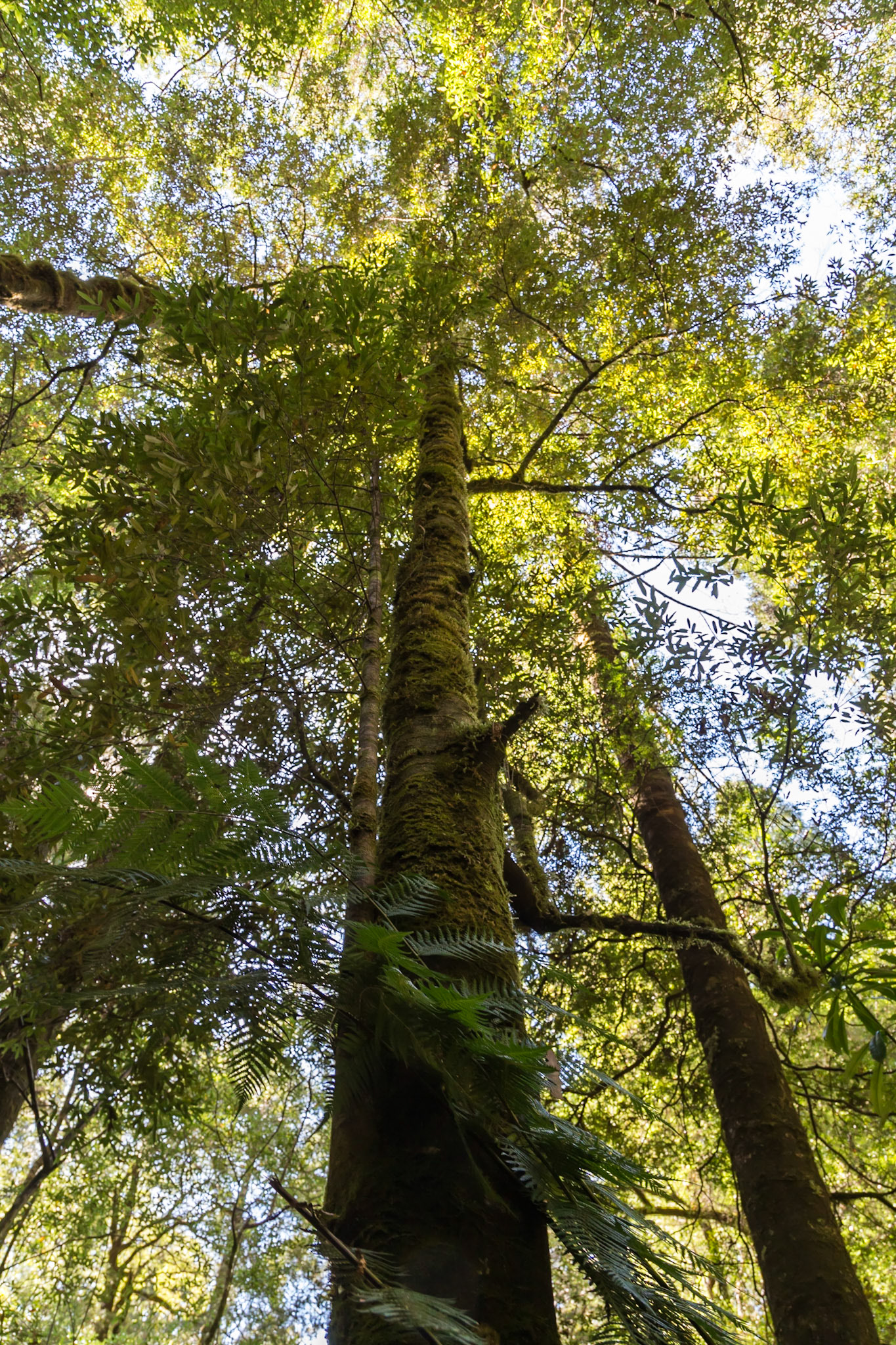 Leatherwood (Eucryhia lucidia)