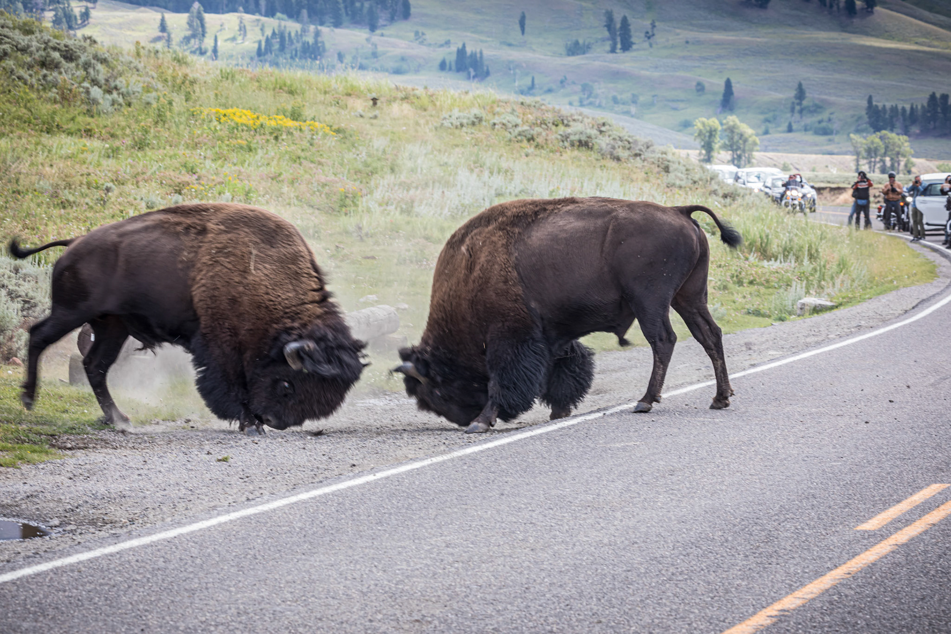 The fight is on, stopping traffic