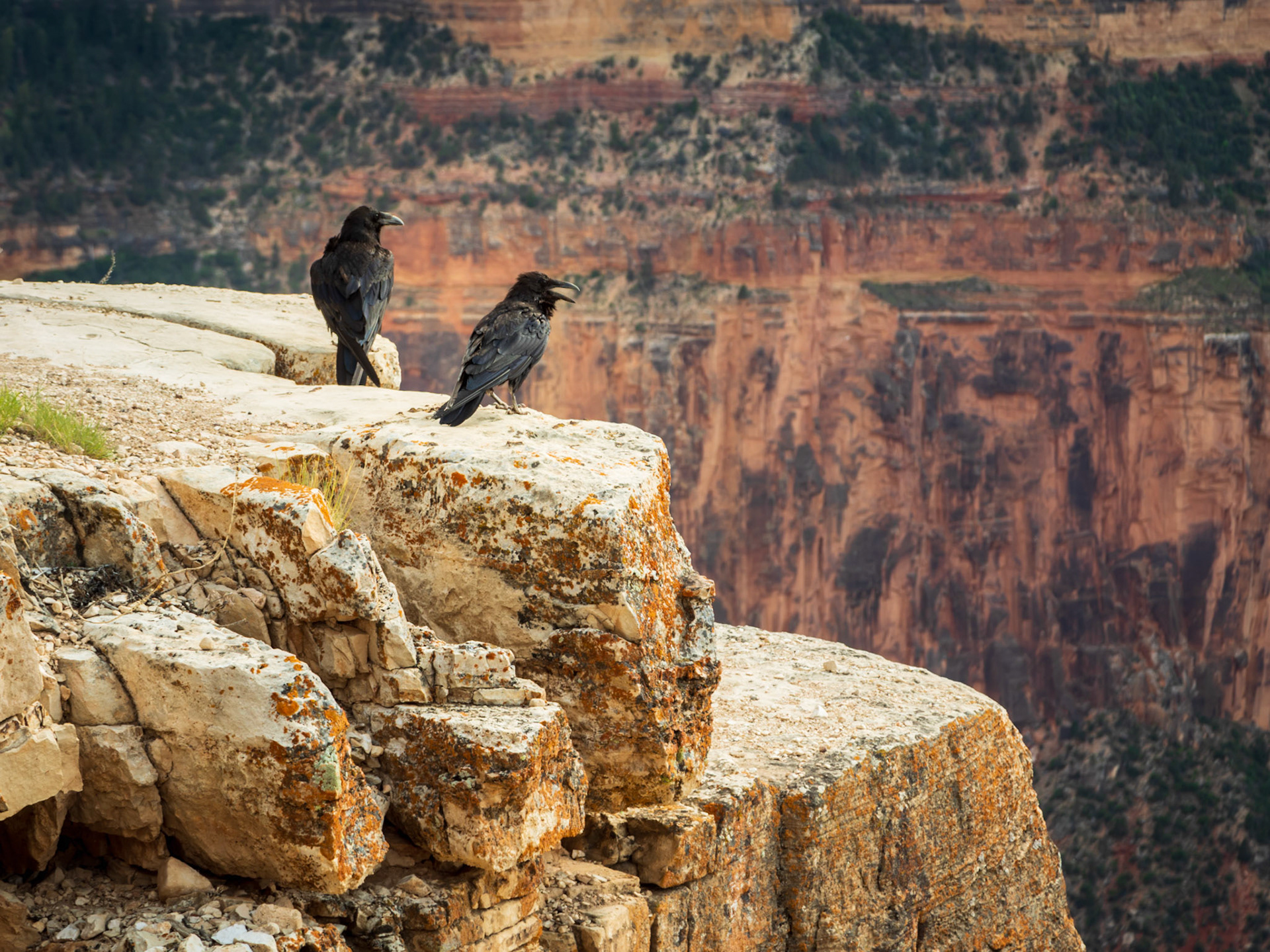 Ravens at Mohave Point