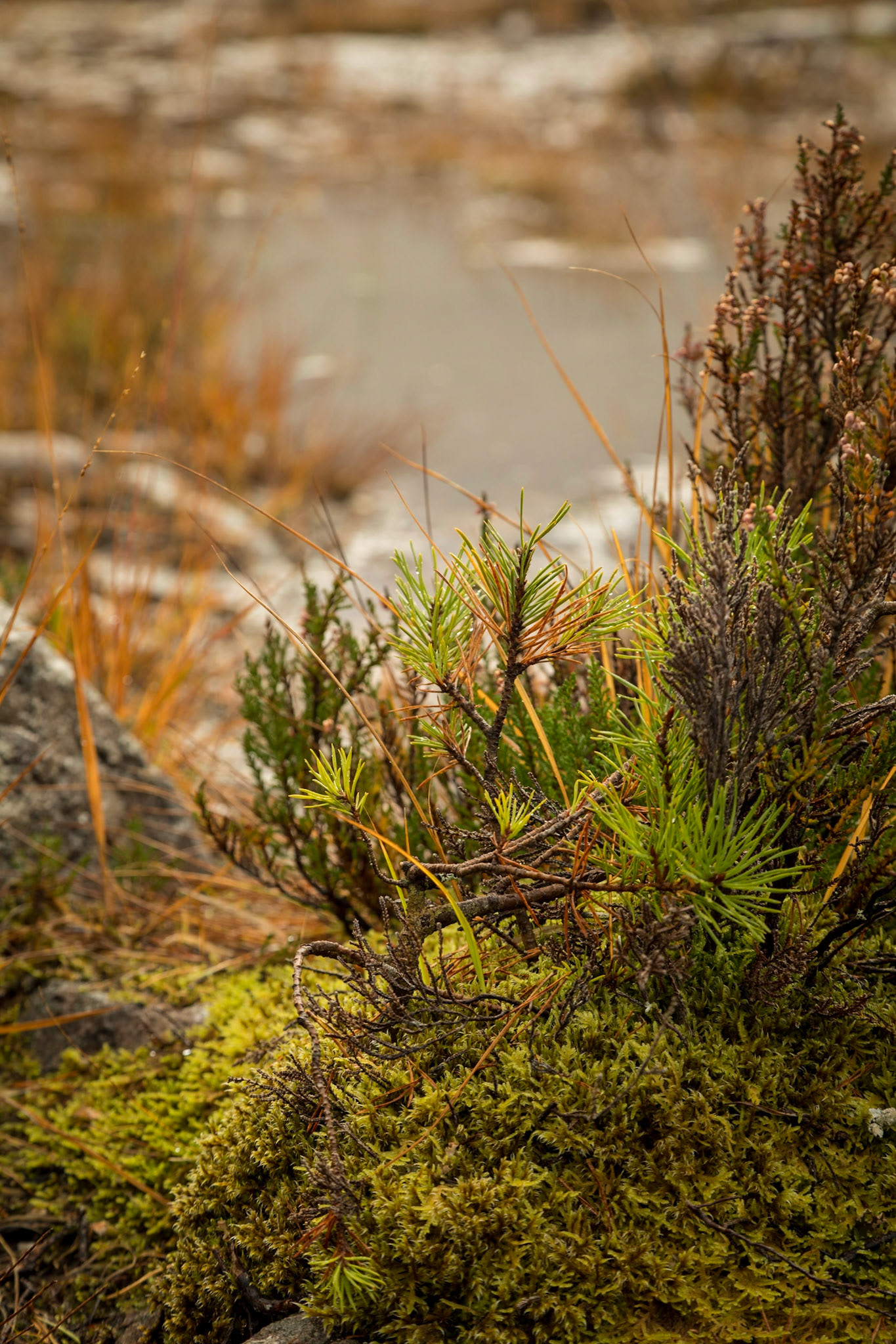 Where the A832 crosses the River Gruide