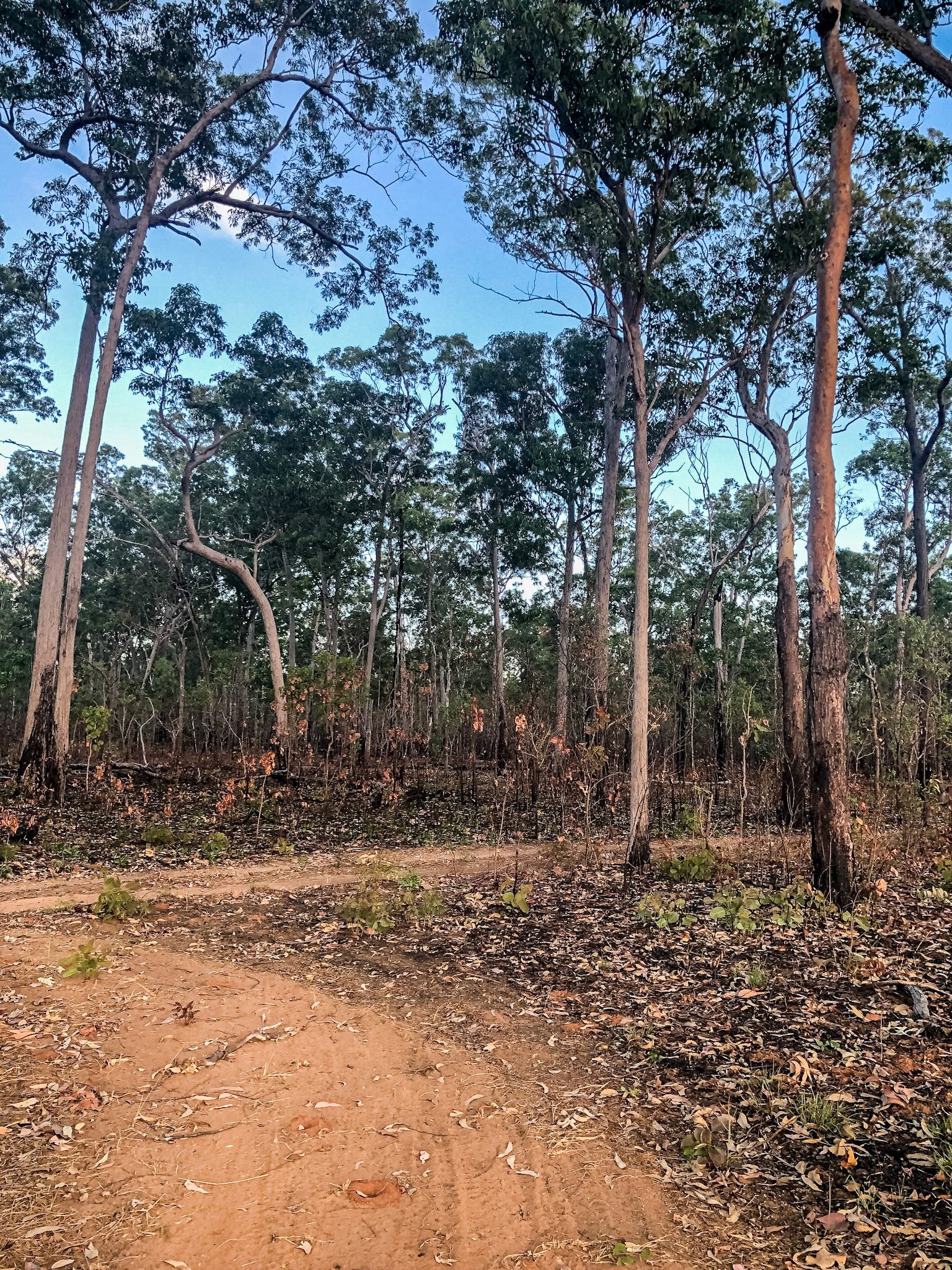 Firebreak around Cobourg Coastal Camp
