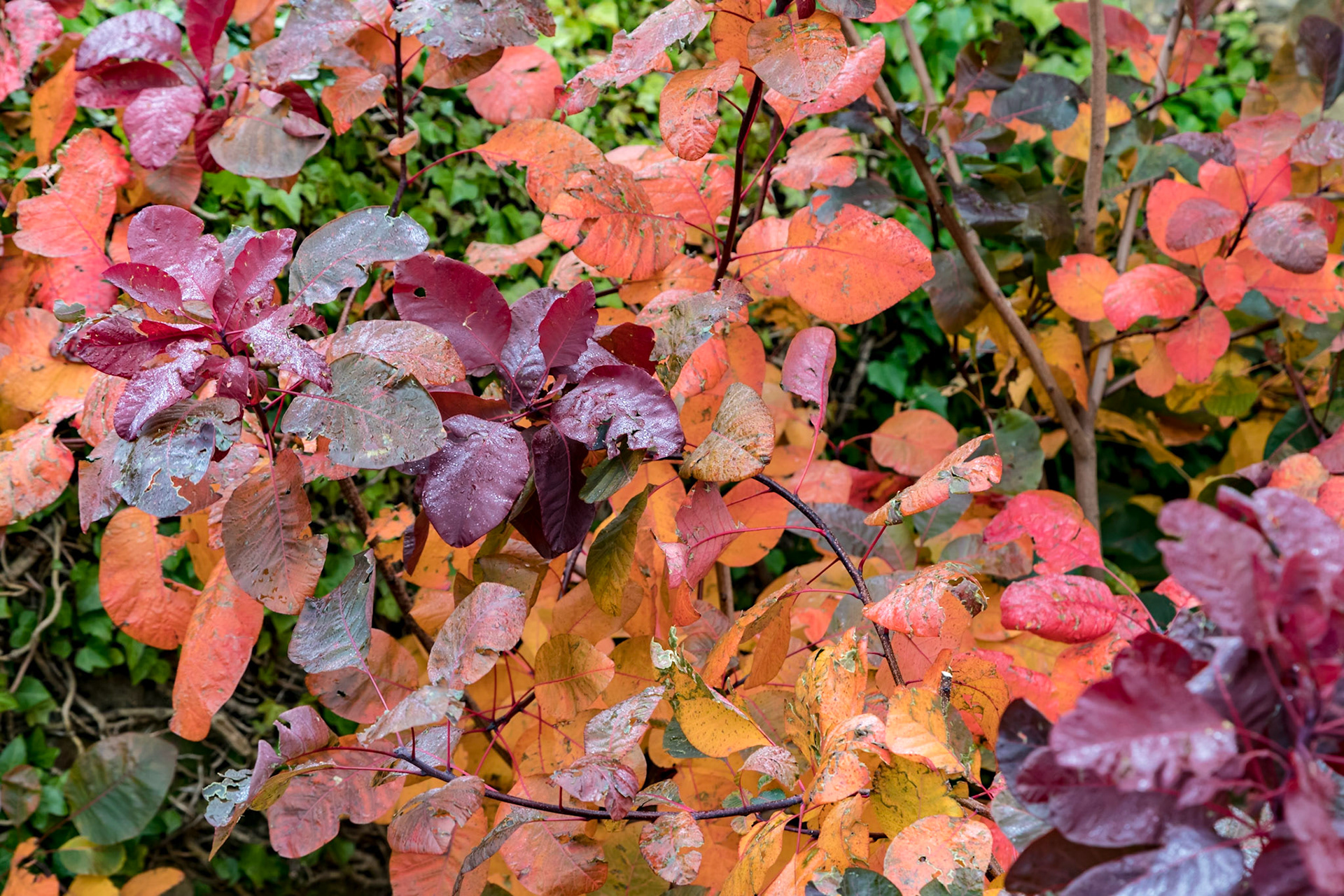 Late Autumn at Alnwick Castle Gardens