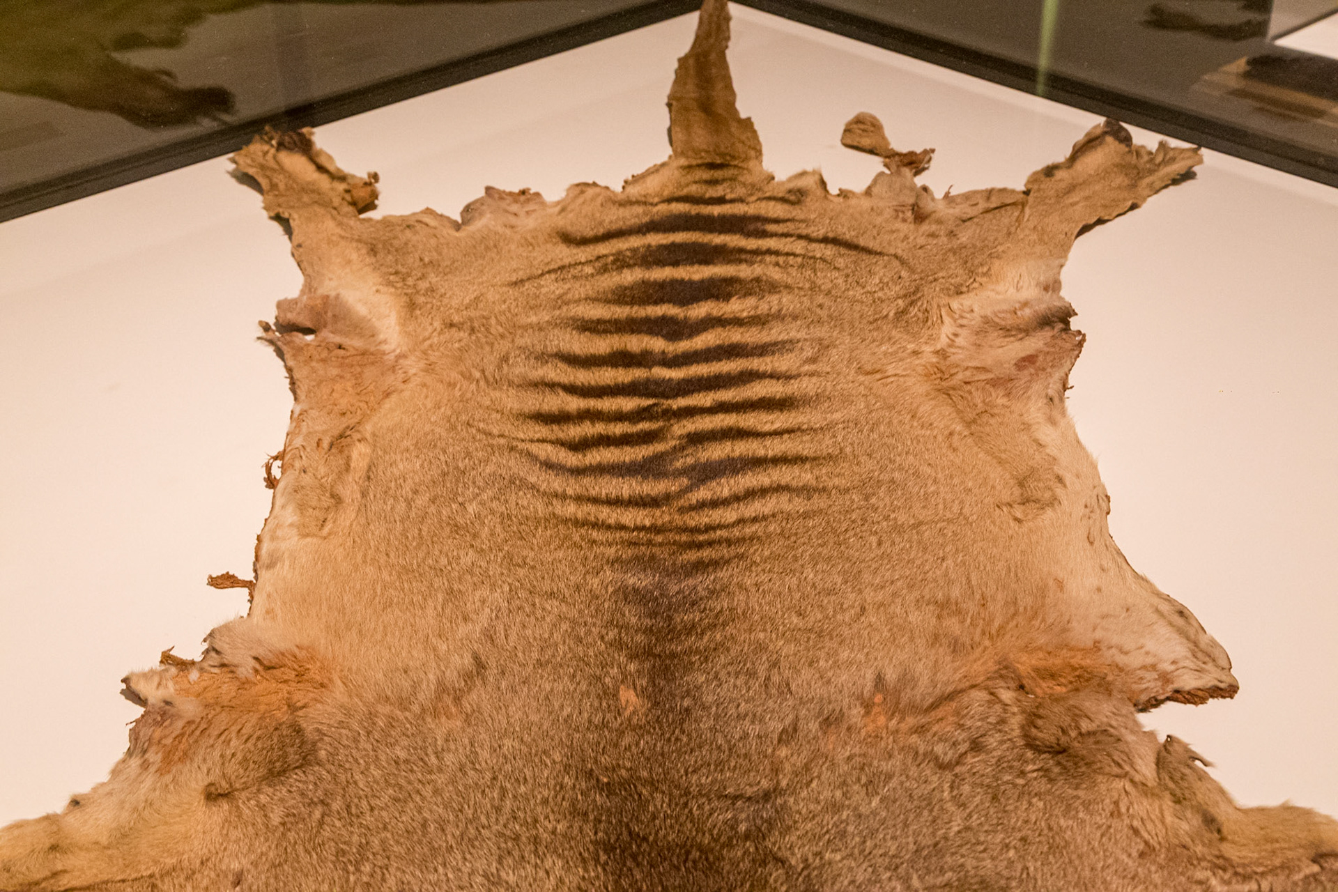 In the Tasmanian Museum &amp; Art Gallery