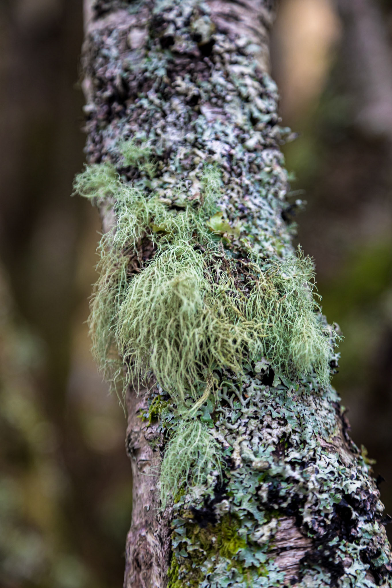 In a damp forest near the River Polly