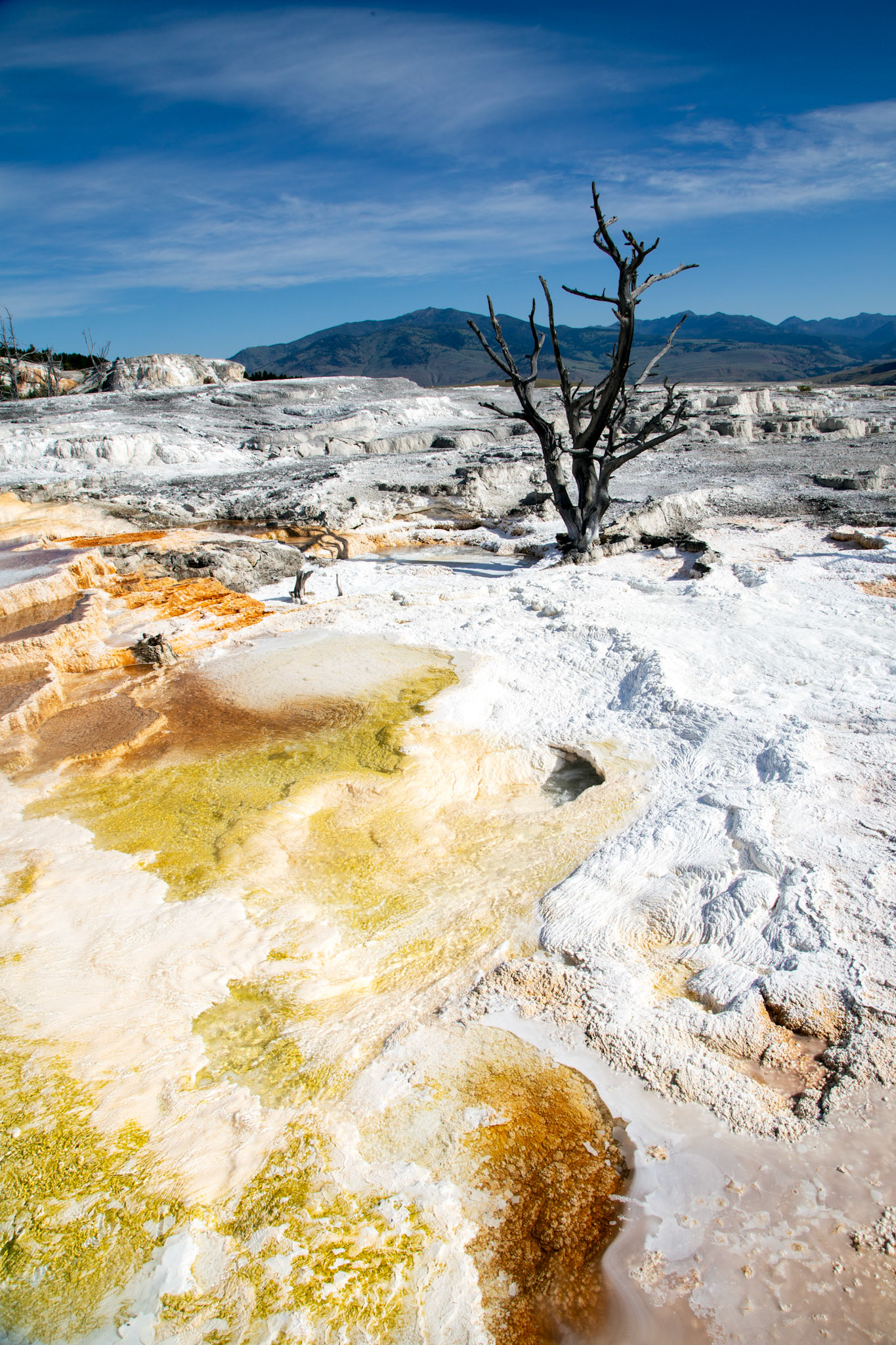 Lower Terraces, Mammoth Hot Springs