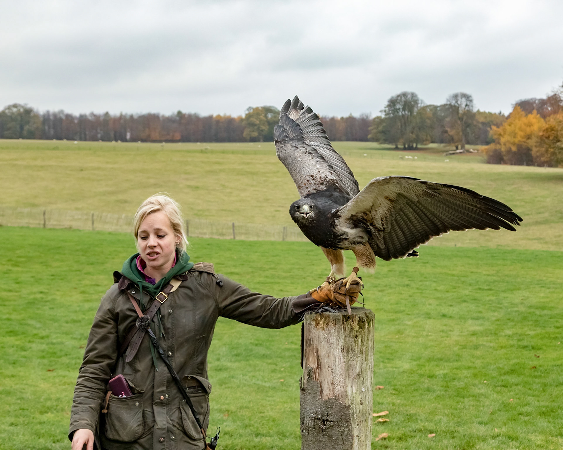 African Buzzard Eagle