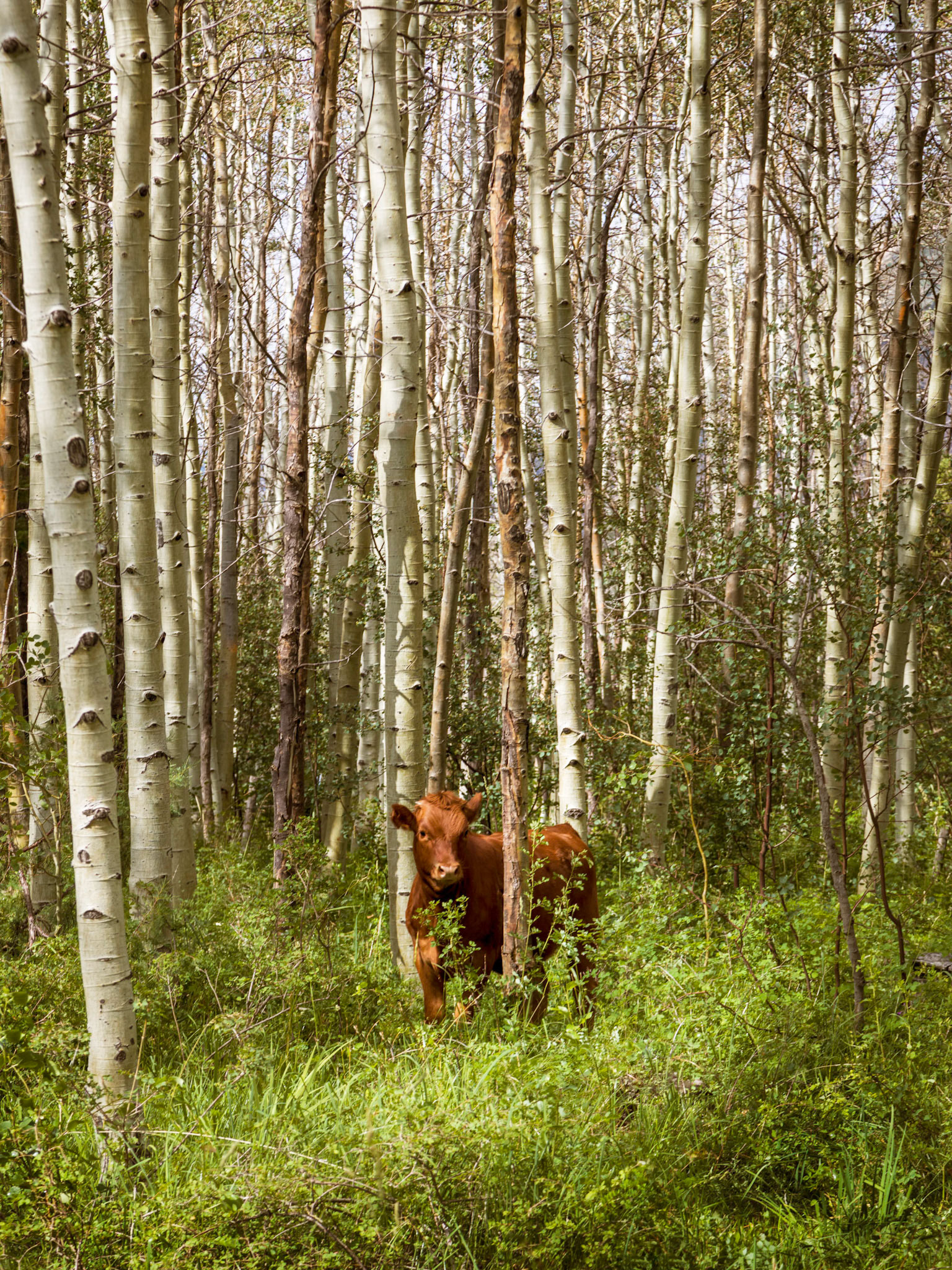 Grazing cattle, around the Mason Draw Campground, on FR4821 deviation off the La Sal Loop Road.