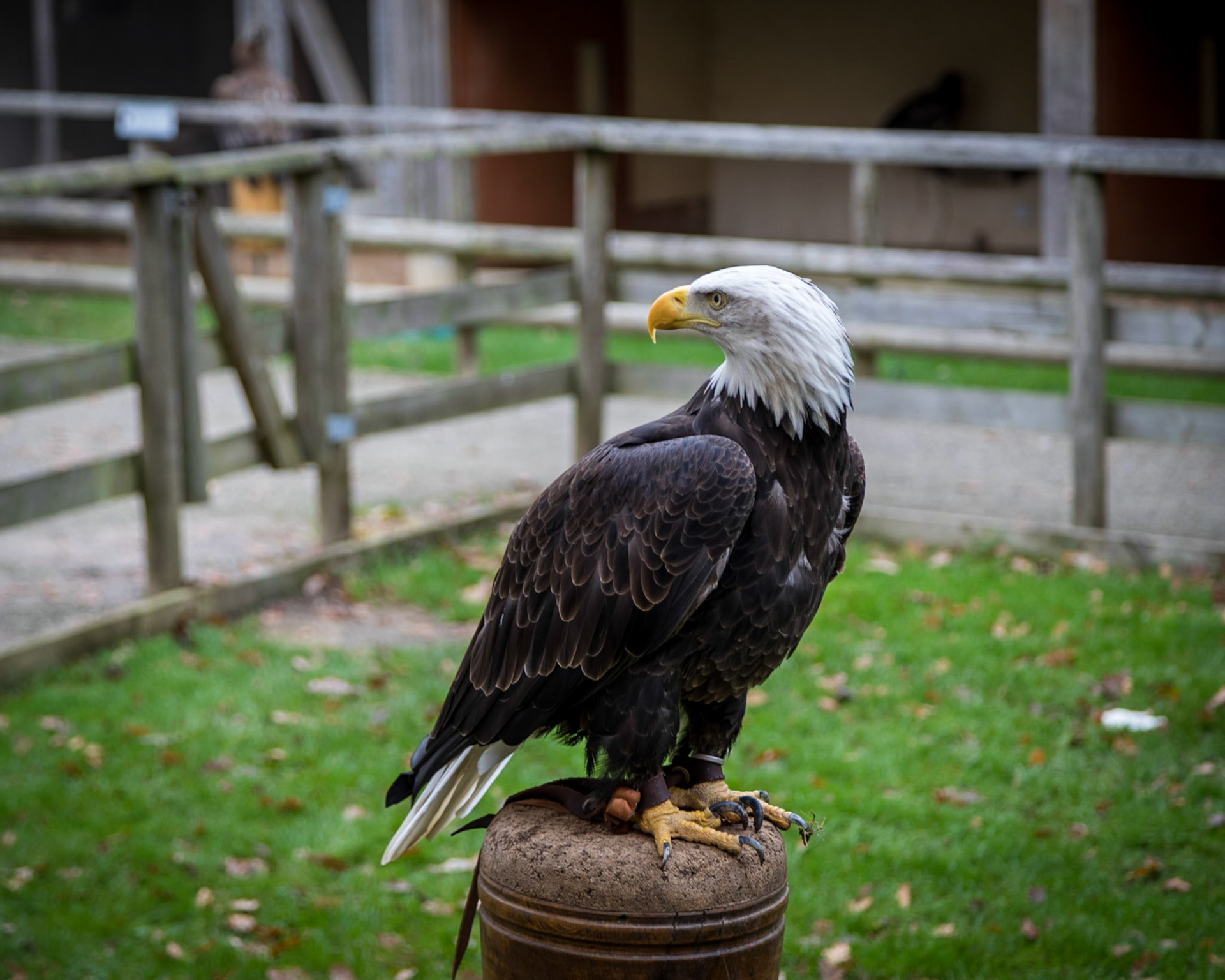 Along the Hawk Walk. They are trained birds, flown  free daily for around 8 months of the year.