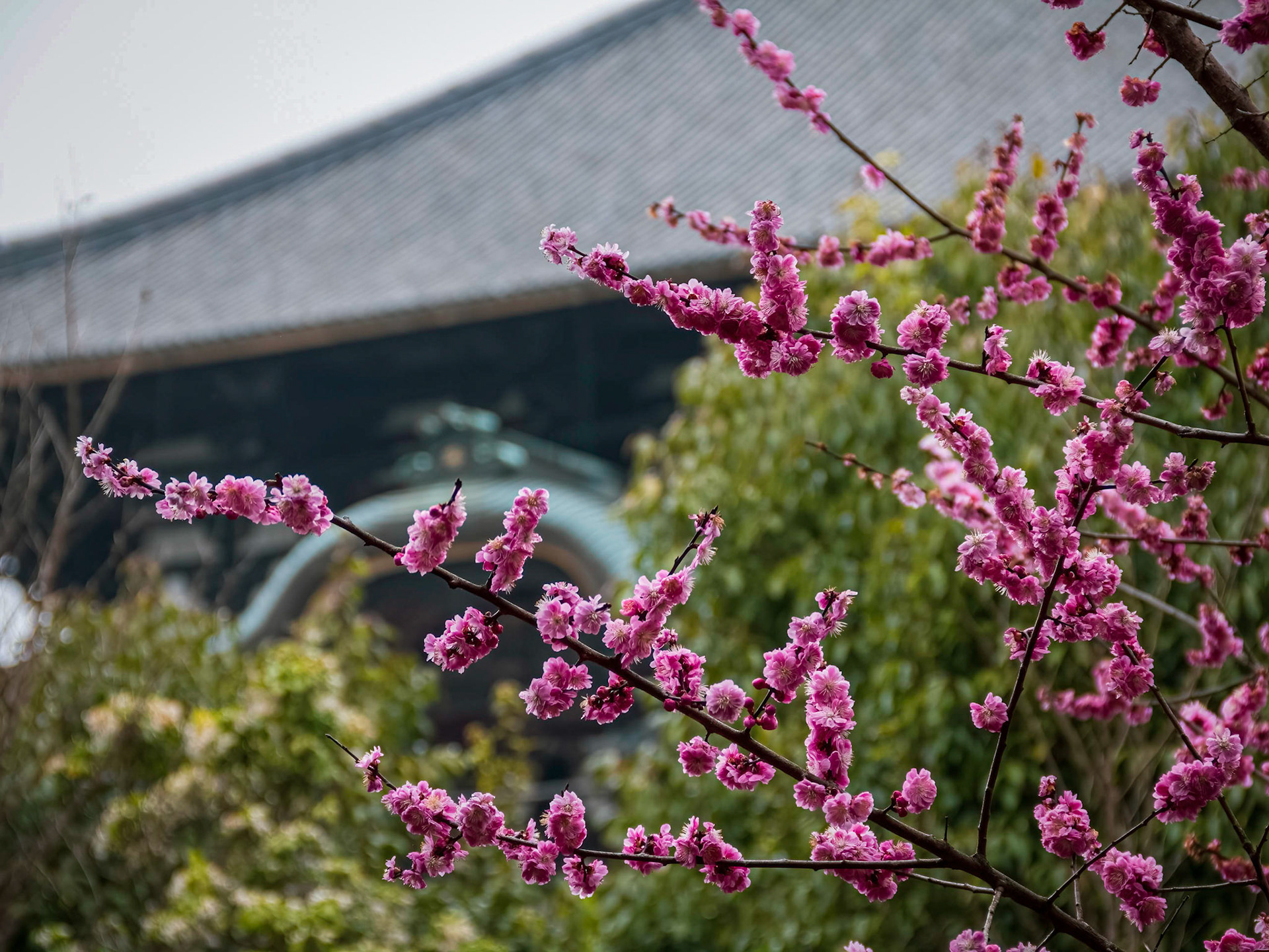 Plum TRee Blossom, at Todaiji Temple.