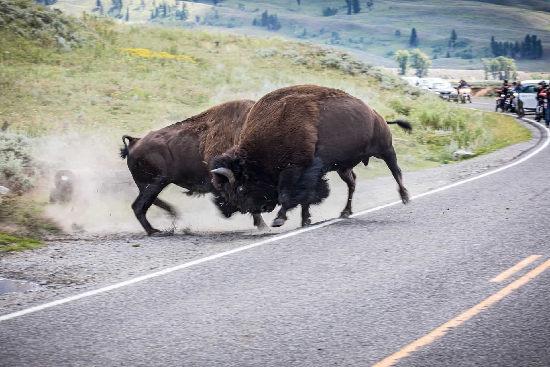 The fight is on, stopping traffic