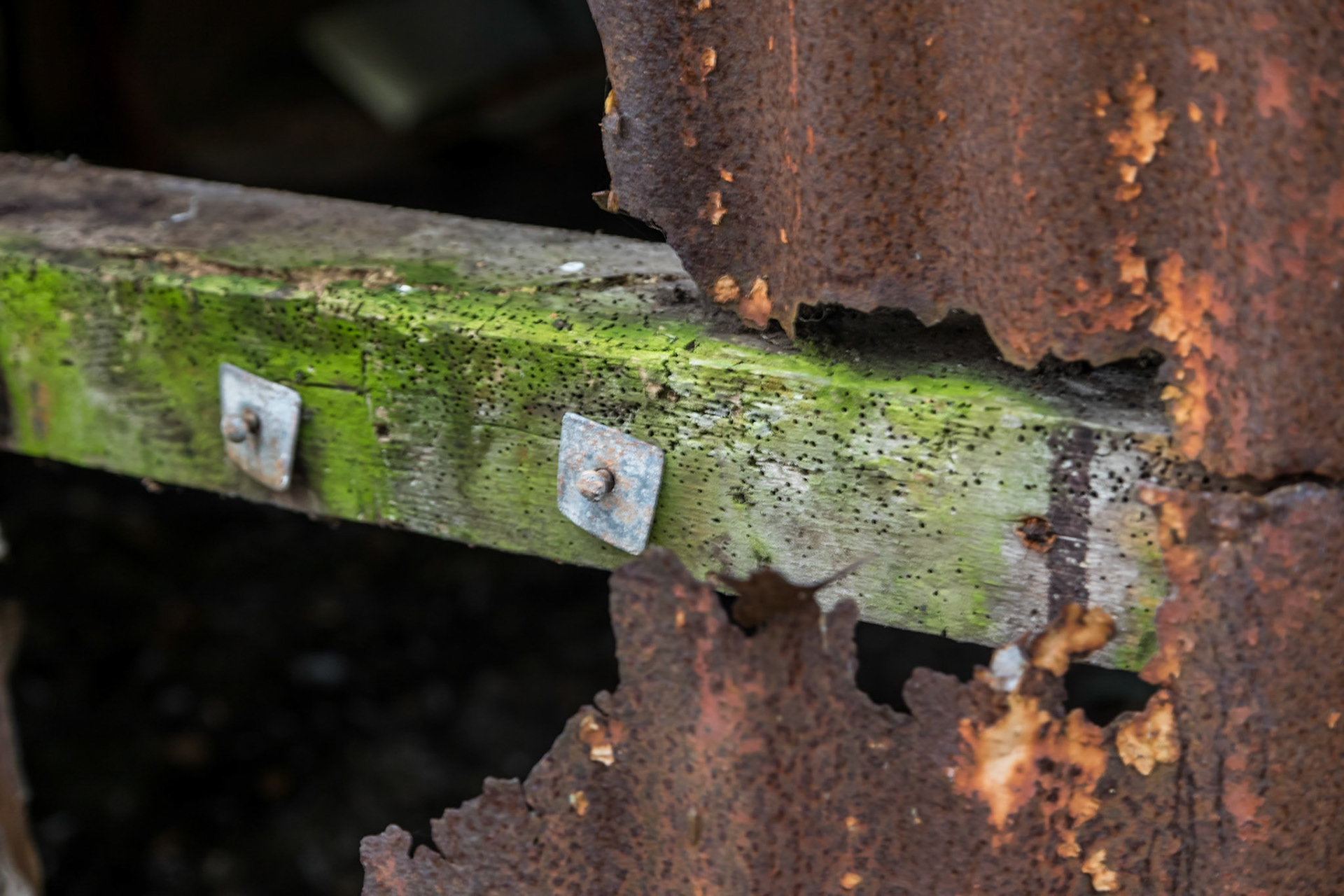 Derelict shed in a damp forest near the River Polly