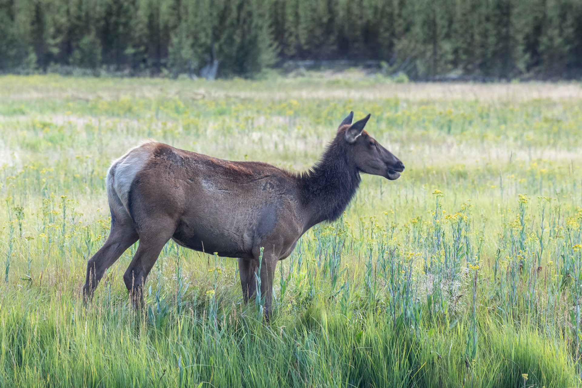 Elk, crossed the Madison River