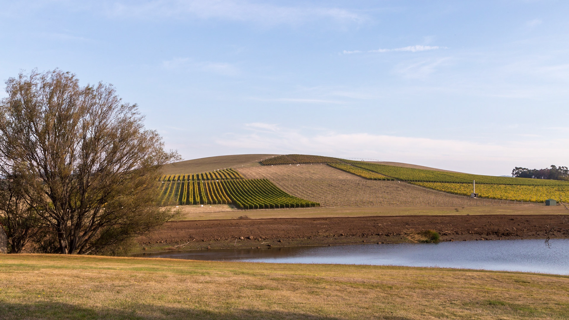 Jansz Sparkling Wines