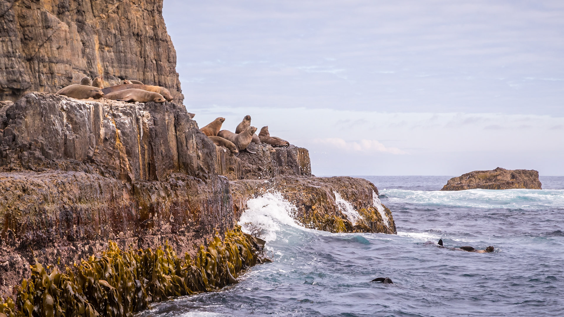 Tasman Island Fur Seal Colony