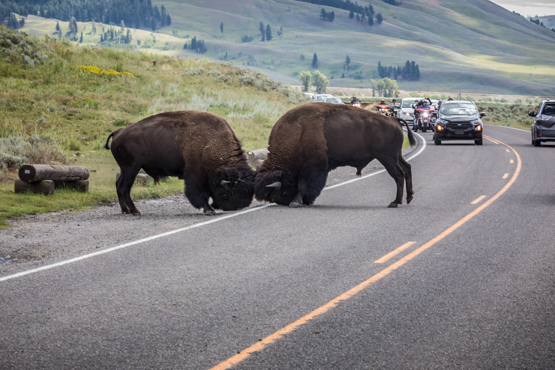 The fight is on, stopping traffic