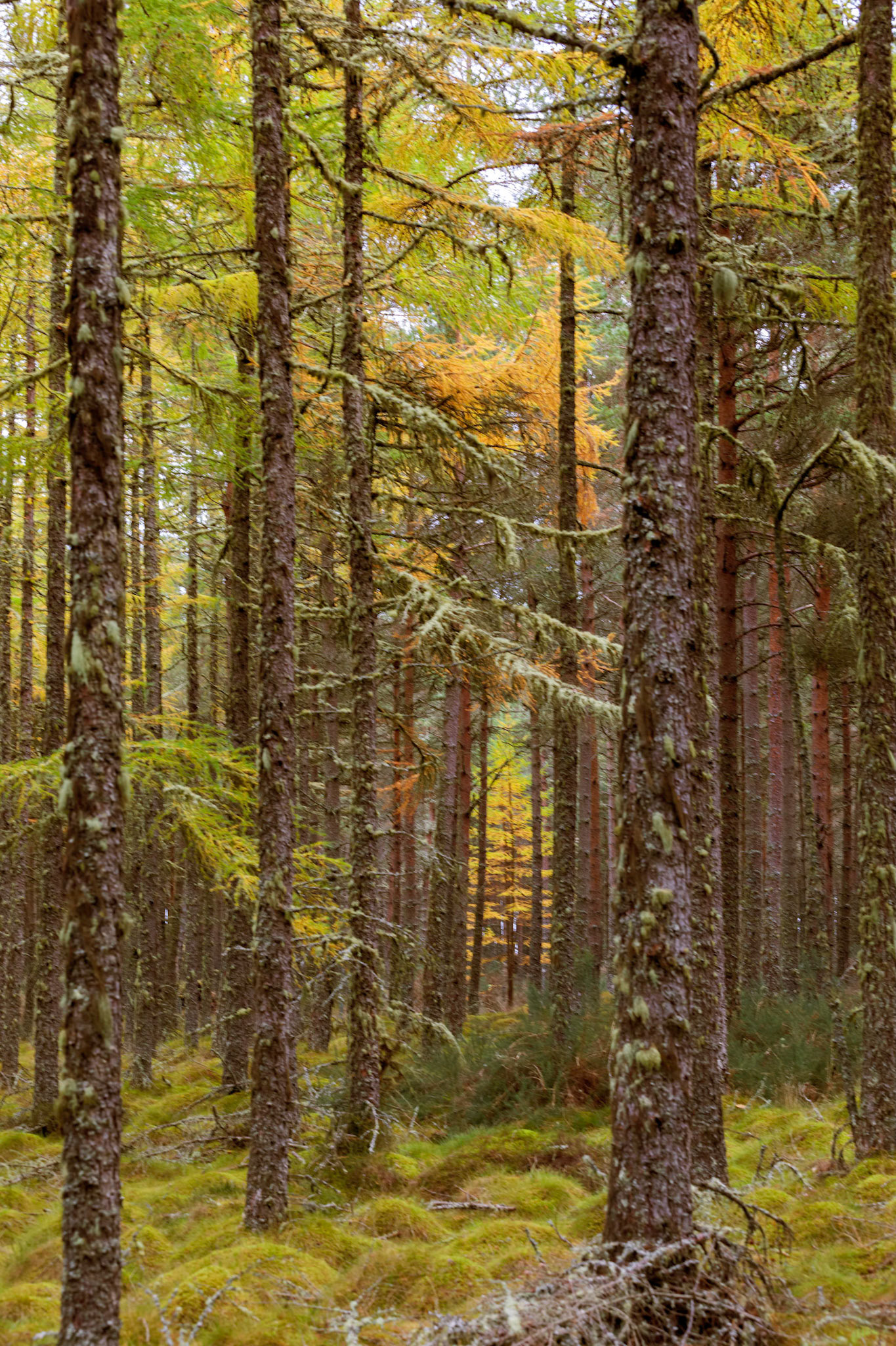 In the forest on Eathie Hill, on the way to Cromarty. Highlands.