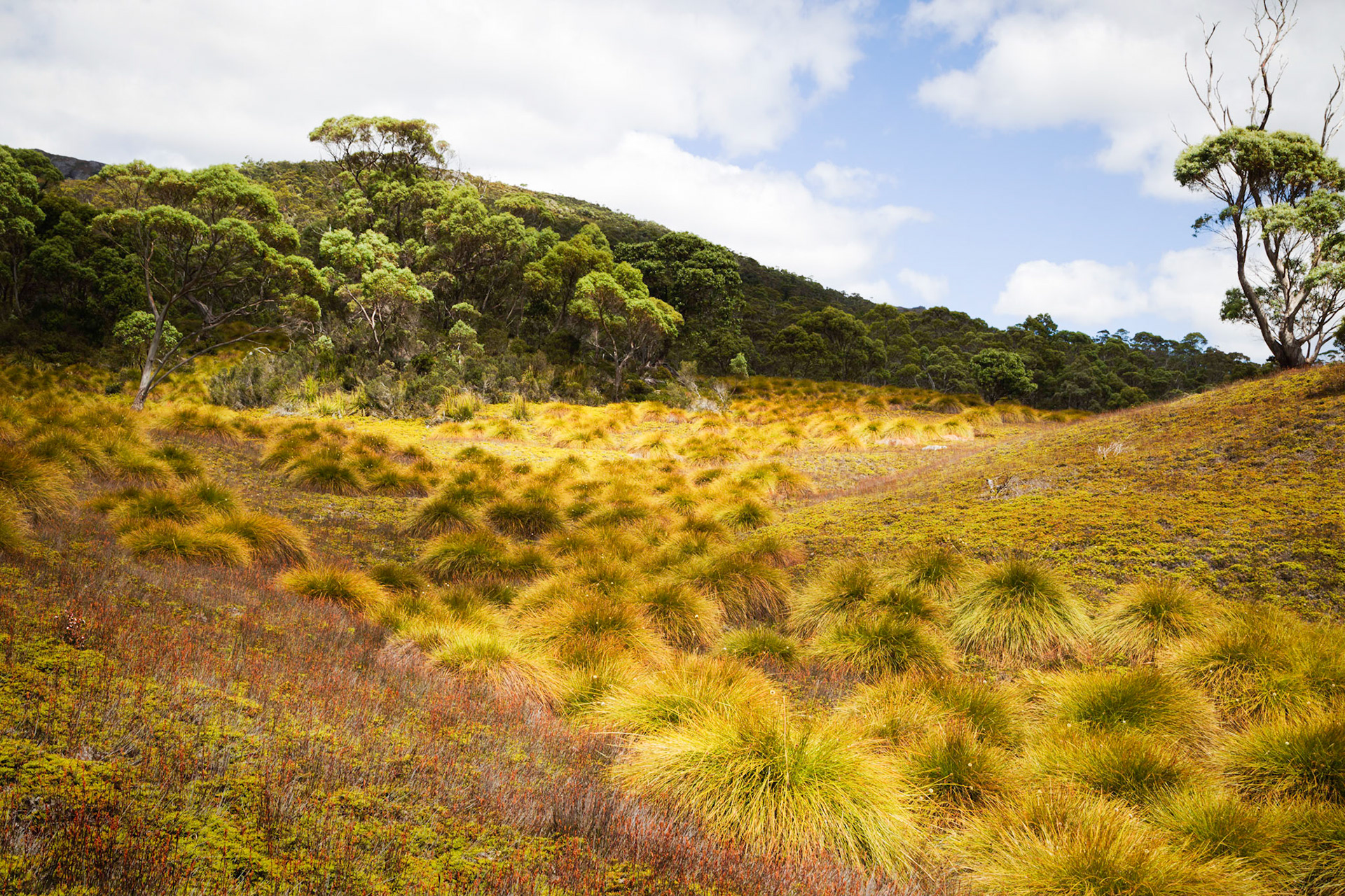 Cradle Valley, Cradle Mountain - Lake St Clair National Park
