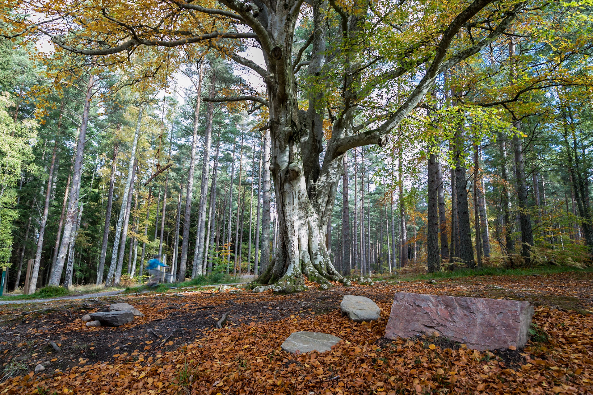 Ghostly cyclist. In a forest near to Fochabers village, Moray.