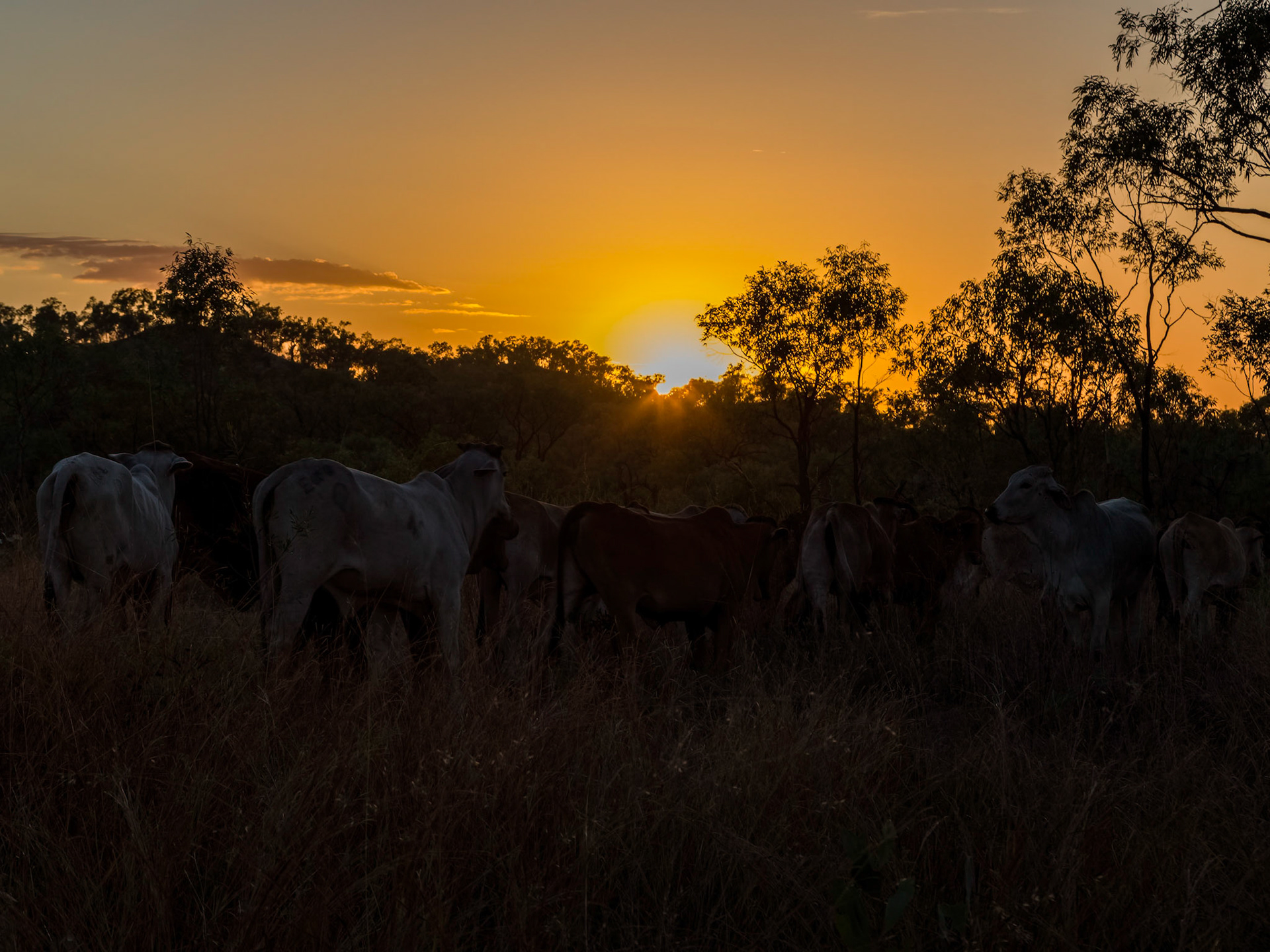Cattle loom out of the dark at sunrise