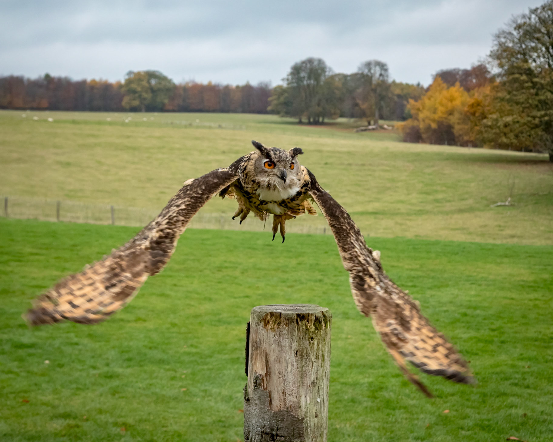 Eurasian Owl in the flying ground