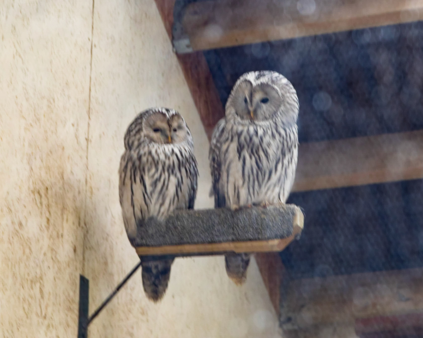 Ural Owl (Strix uralensis)
