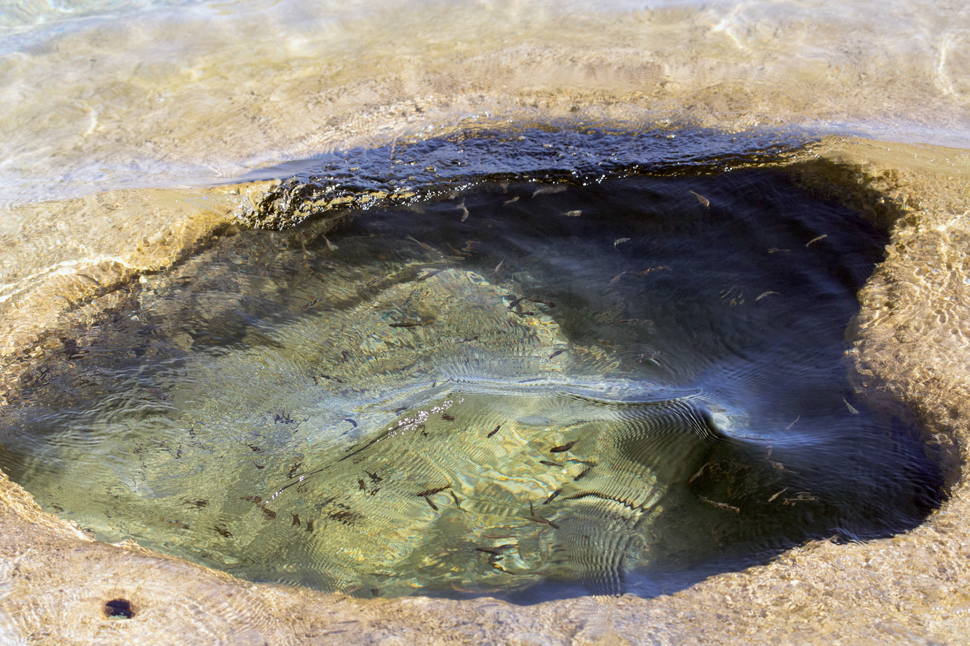 Lakeshore Geyser. West Thumb Geyser Basin, Yellowstone National Park, Wyoming.