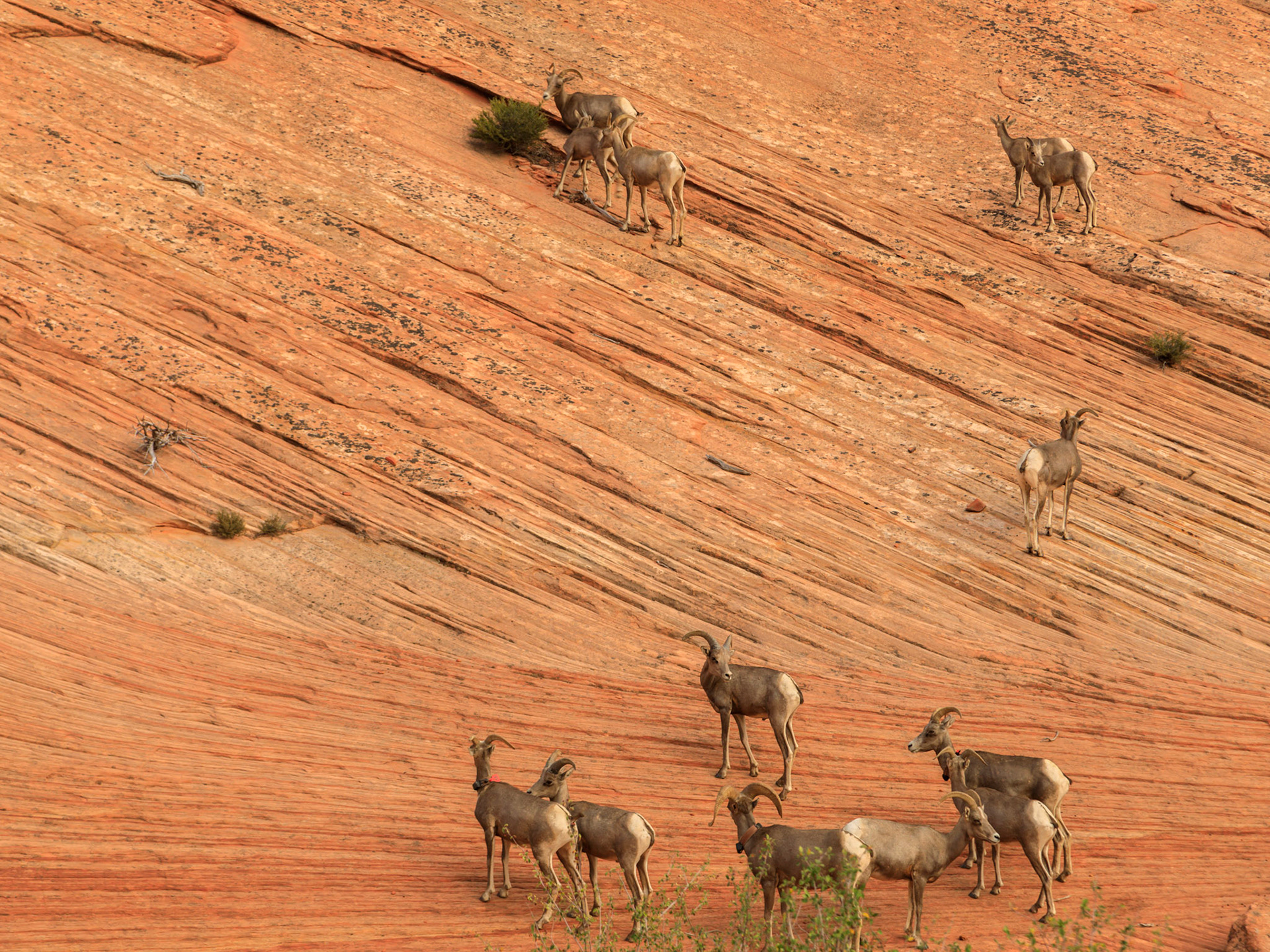 Bighorn Sheep
