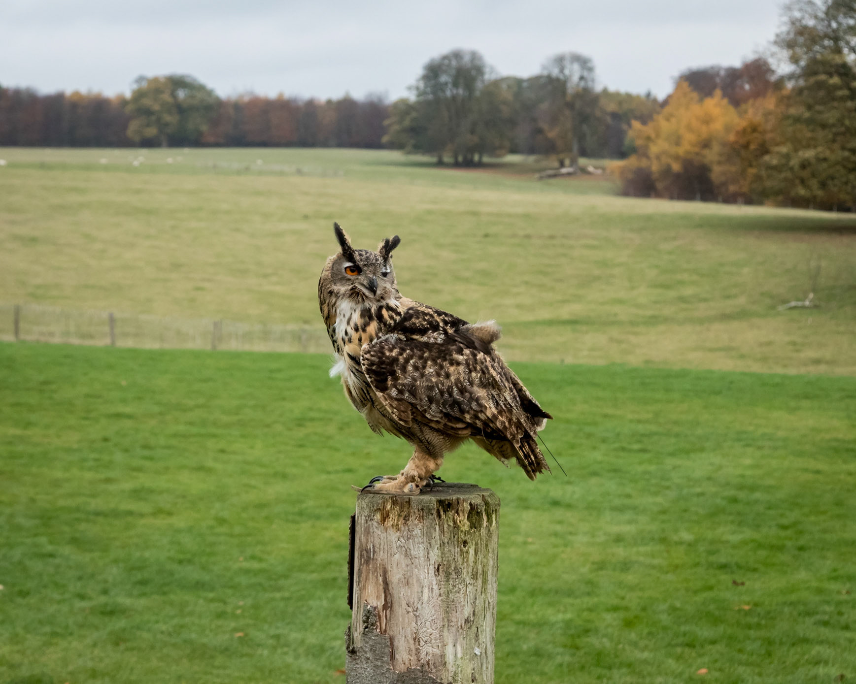 Eurasian Owl in the flying ground