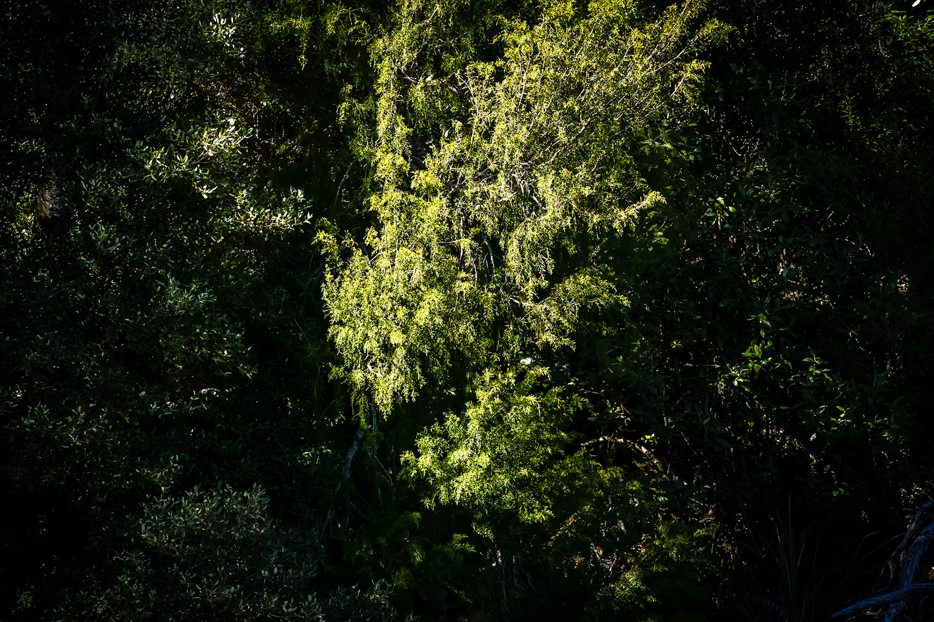 Small Huon Pine on the edge of the Davey River.